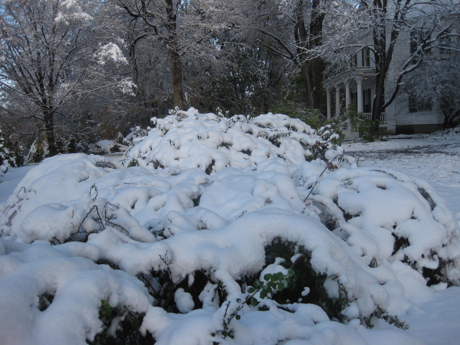 First-Aid for Snow-Battered Trees & Shrubs/A Photo Gallery