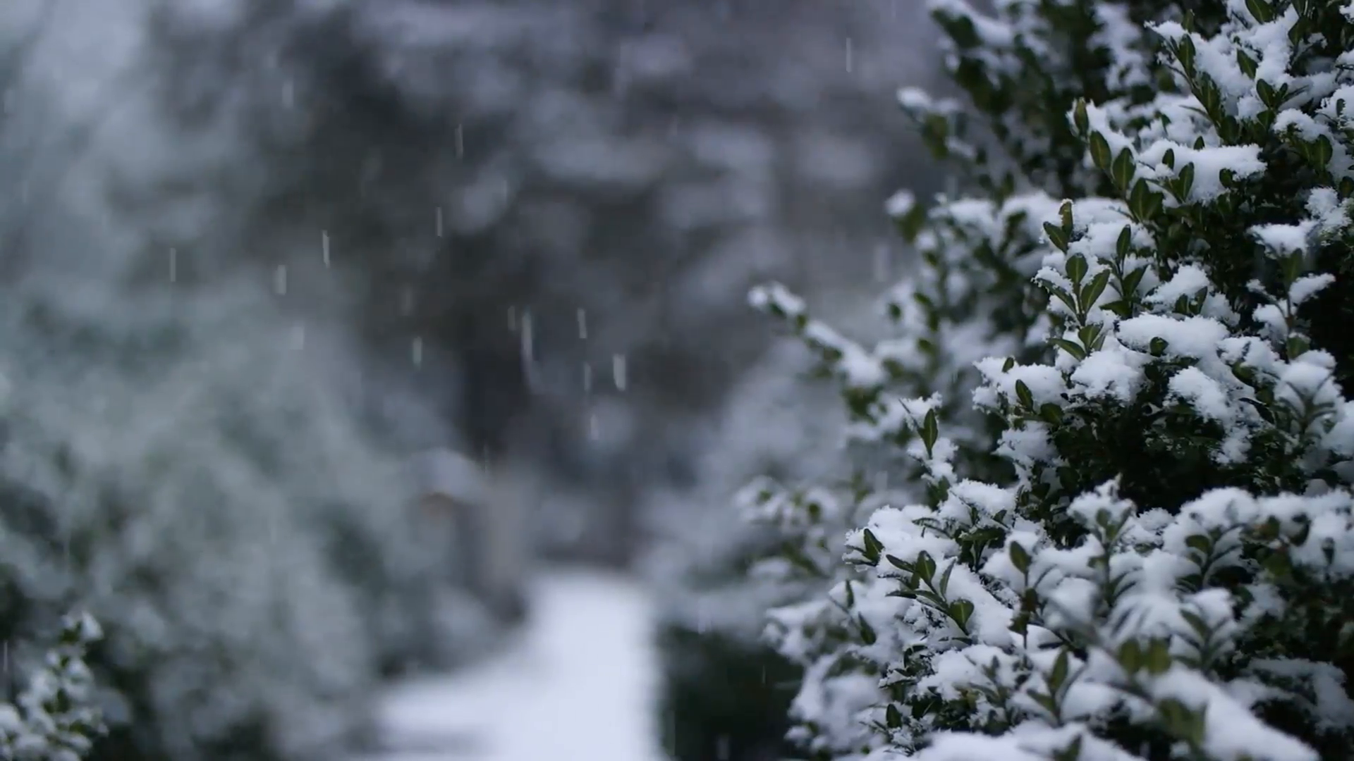 snow falling near green bushes - 60 fps slow motion Stock Video ...