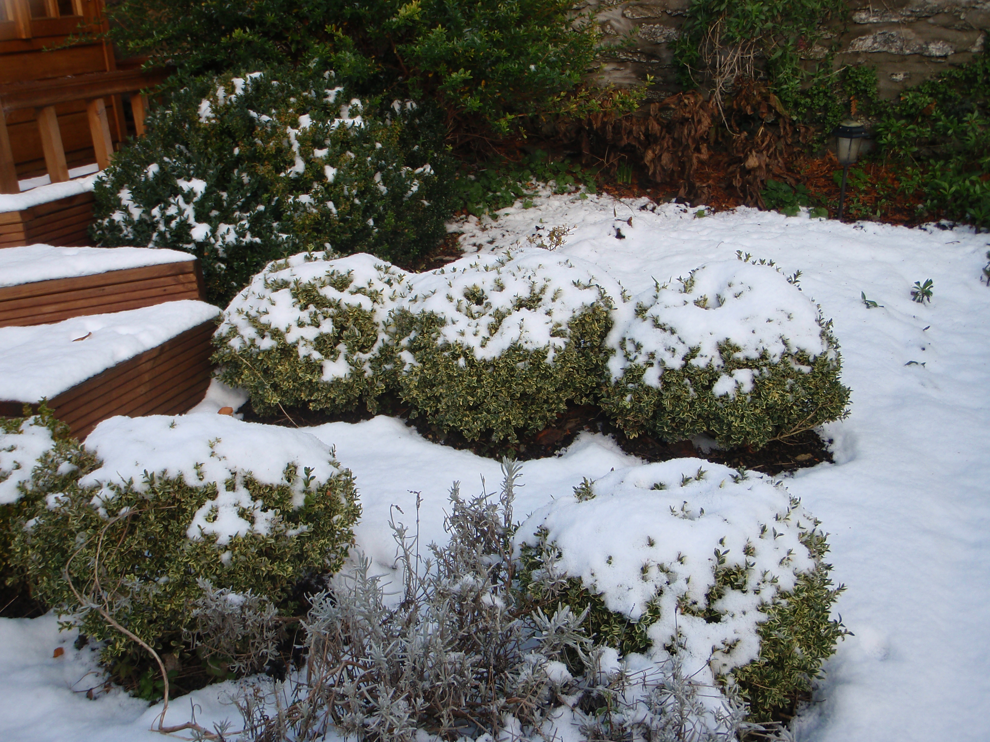 Box bushes under snow | The NSM's View
