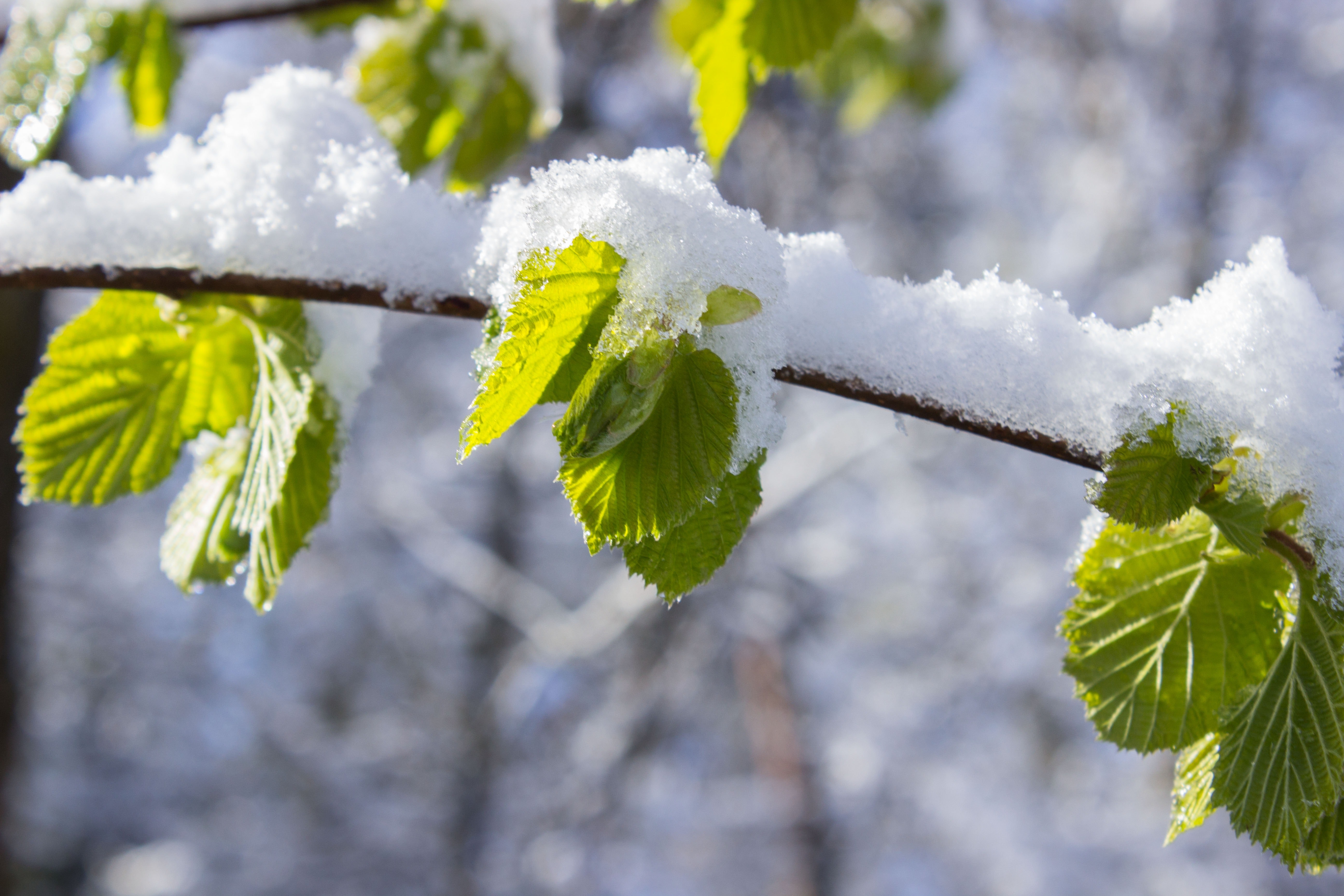 Snow capped leaves on branch at daytime photo