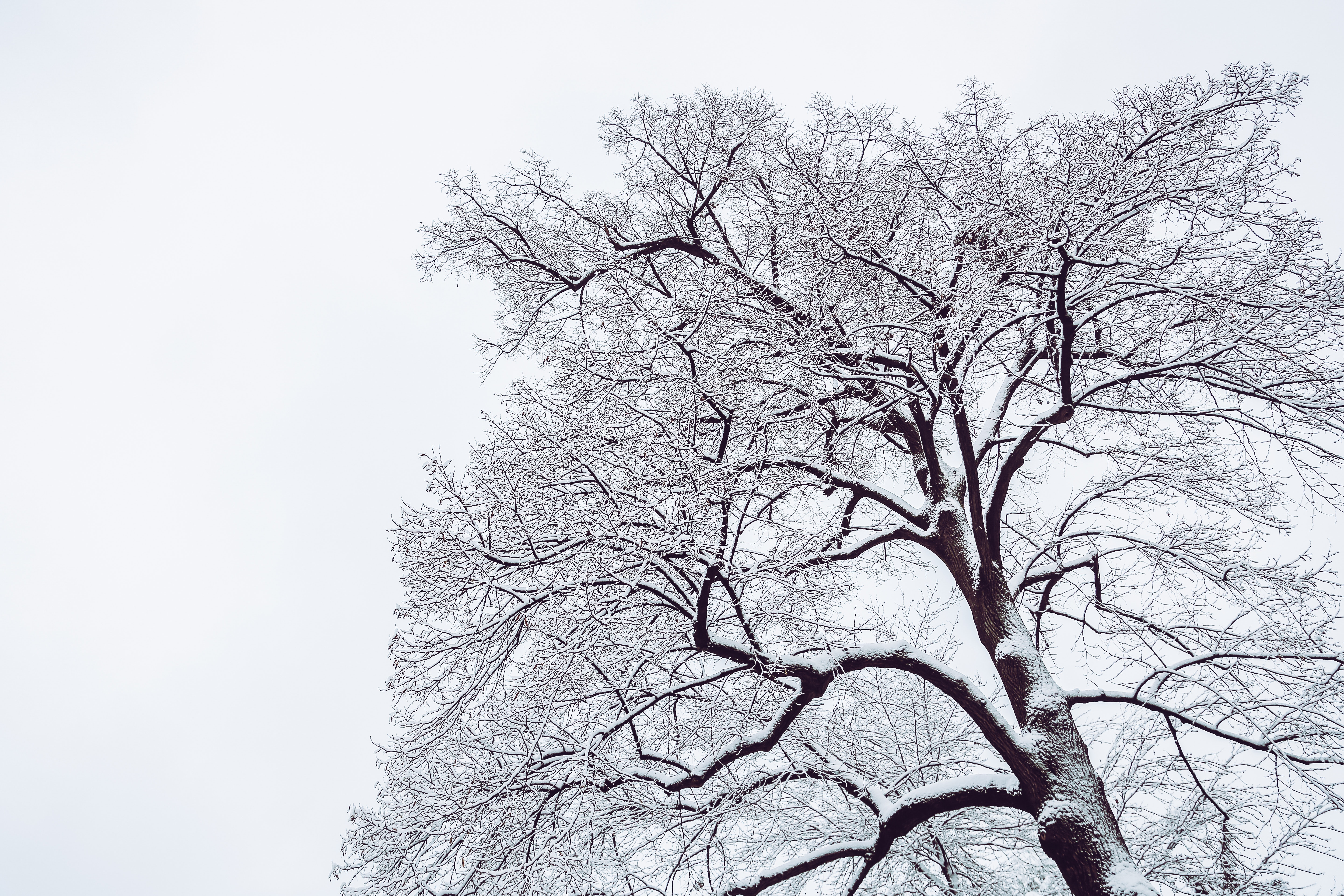 Low Angle Photo of Snow Covered Dried Tree