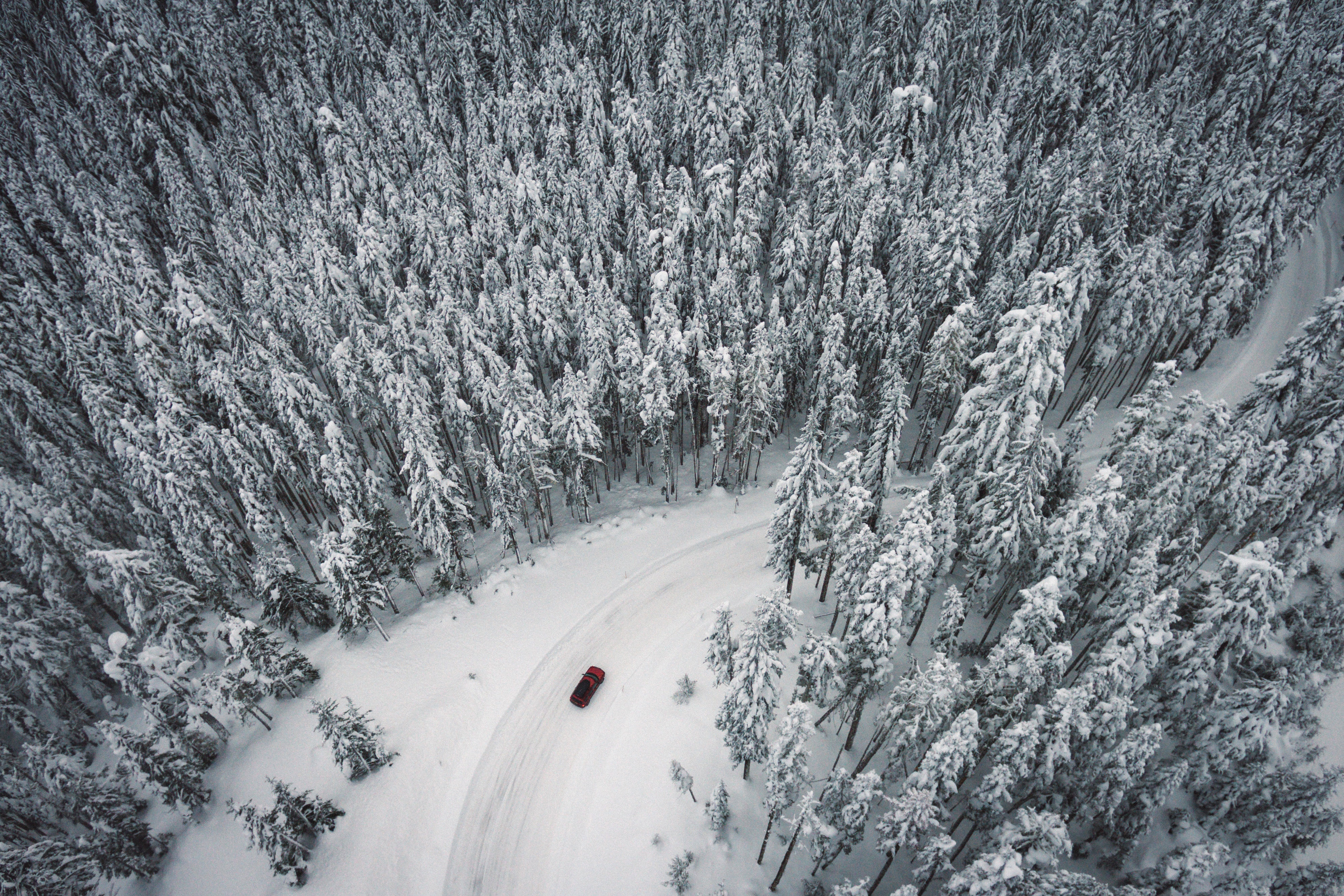 Road through Snow covered pine forest image - Free stock photo ...