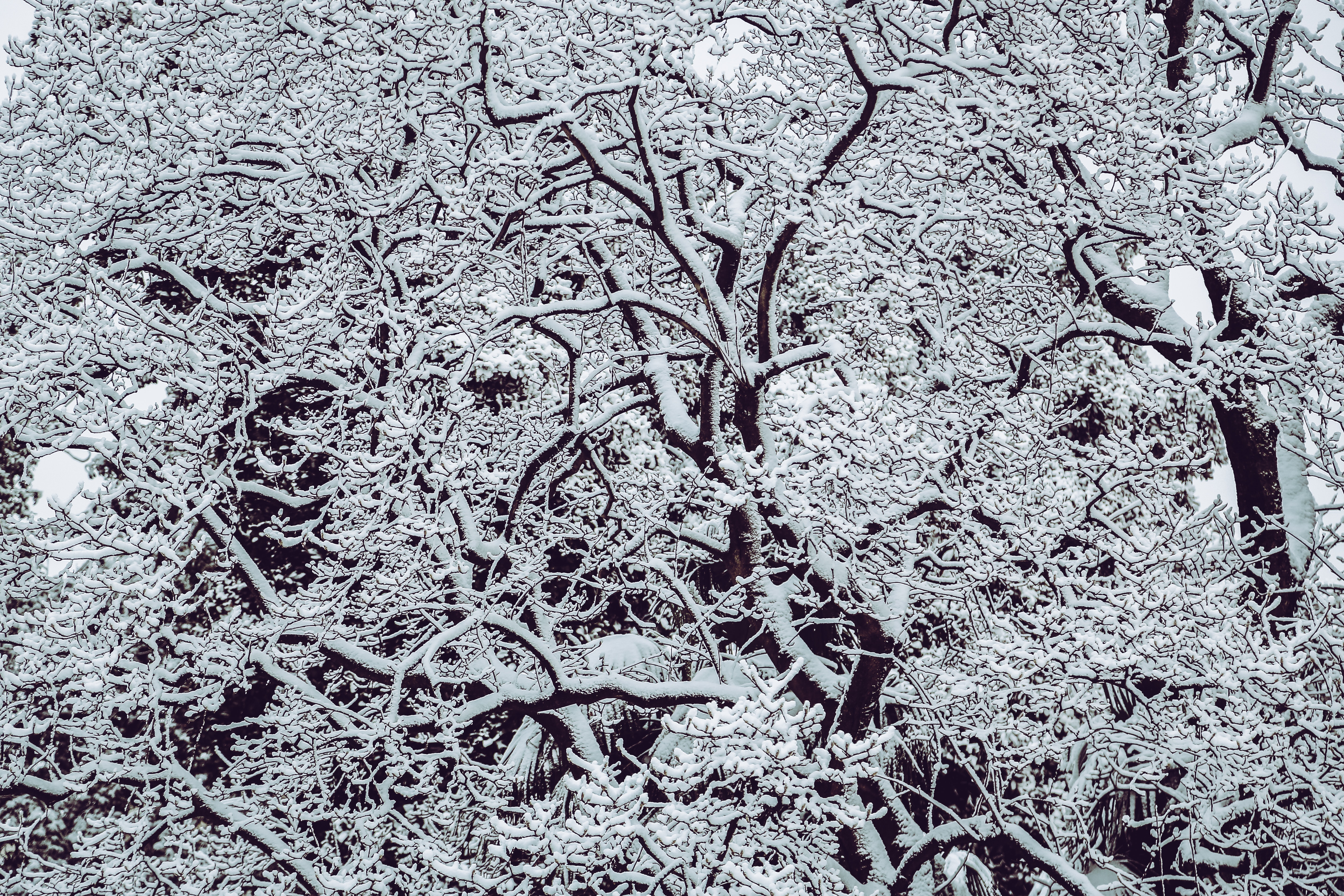 Snow covered bare tree photo