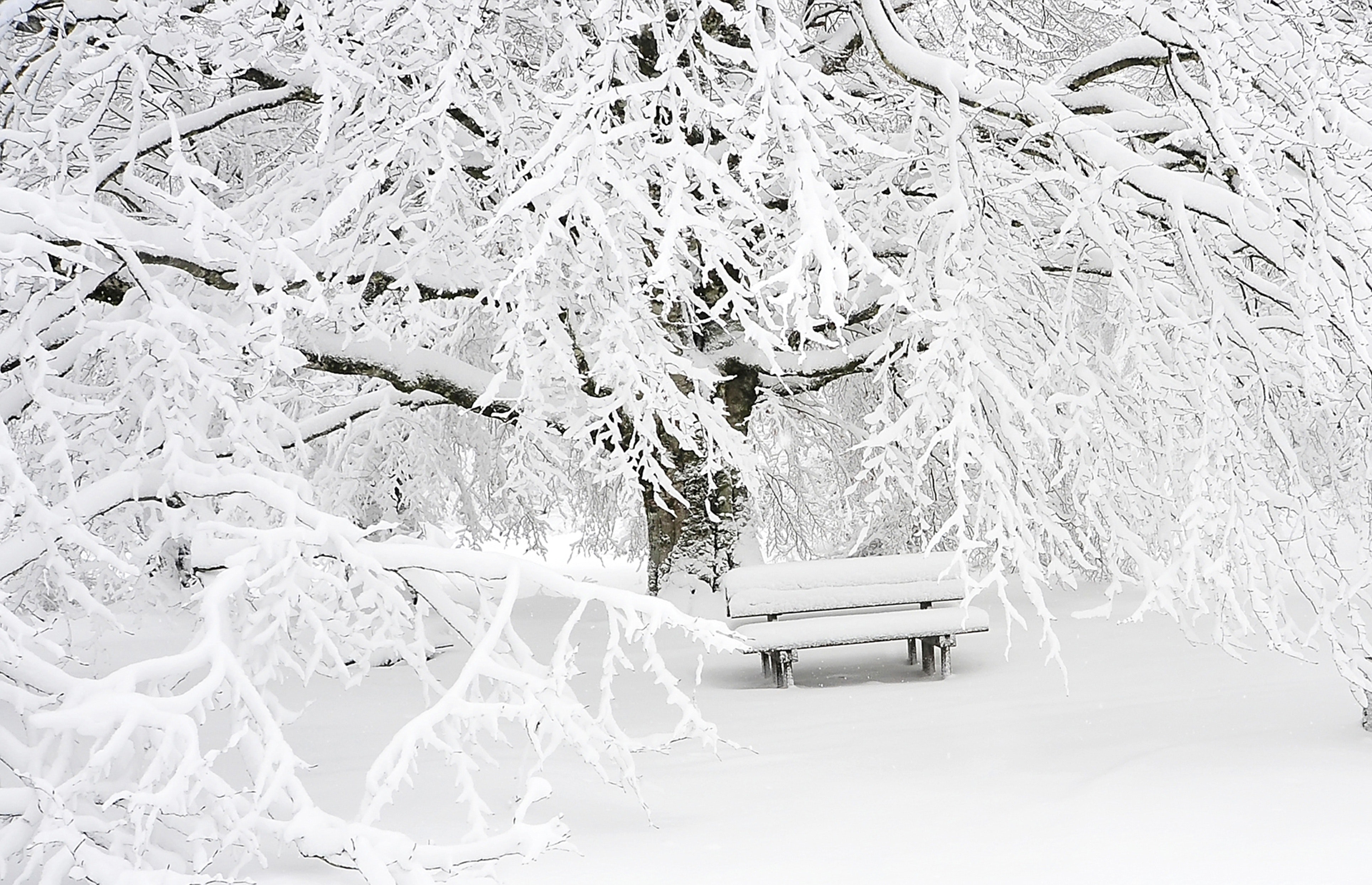 White Snow Photography