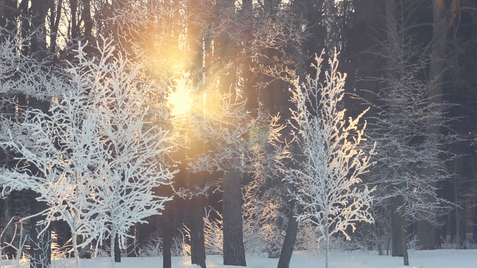 Sunset in winter forest. Sun rays shine through winter trees. Frosty ...