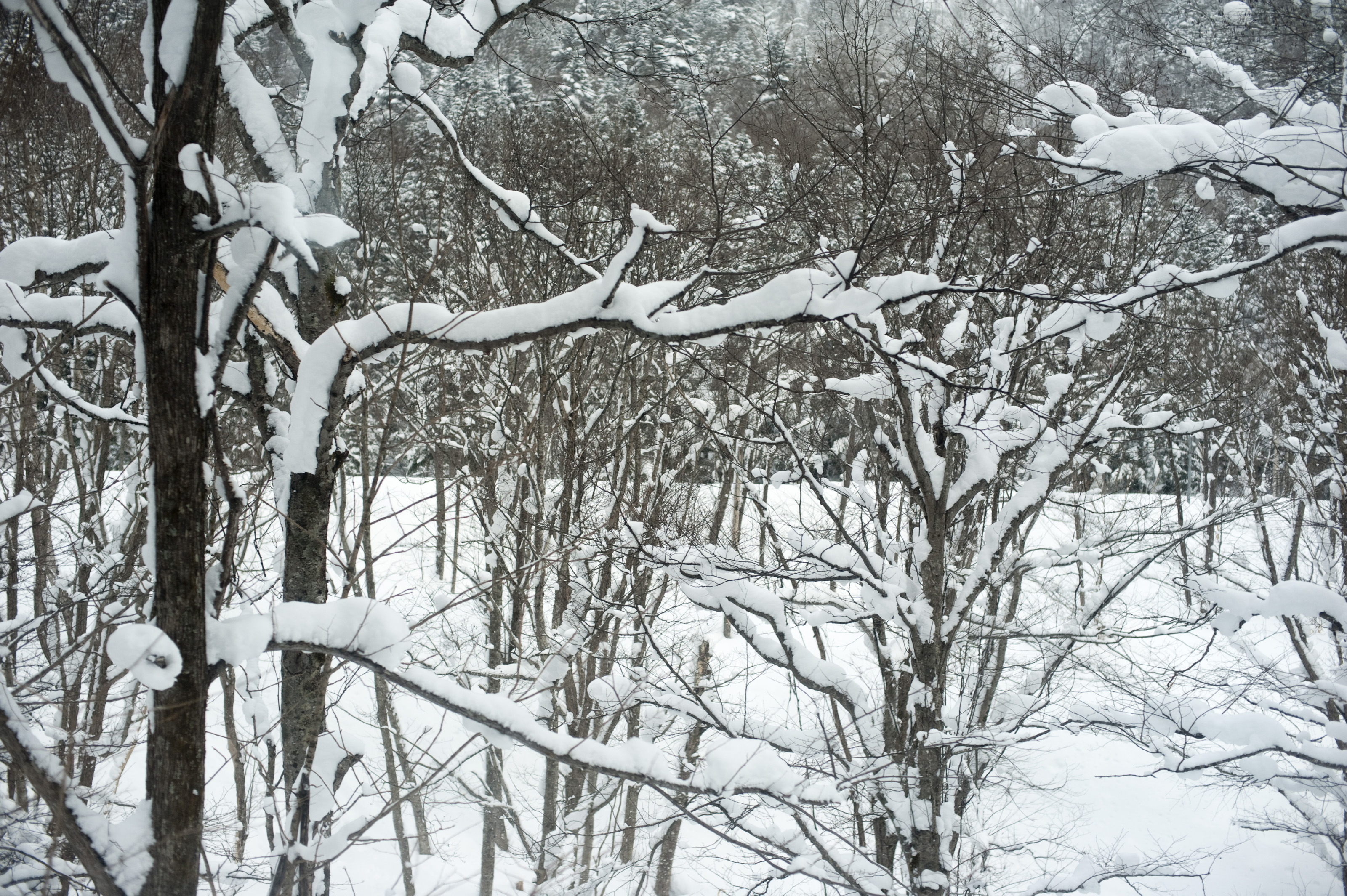 snow covered branches-5489 | Stockarch Free Stock Photos