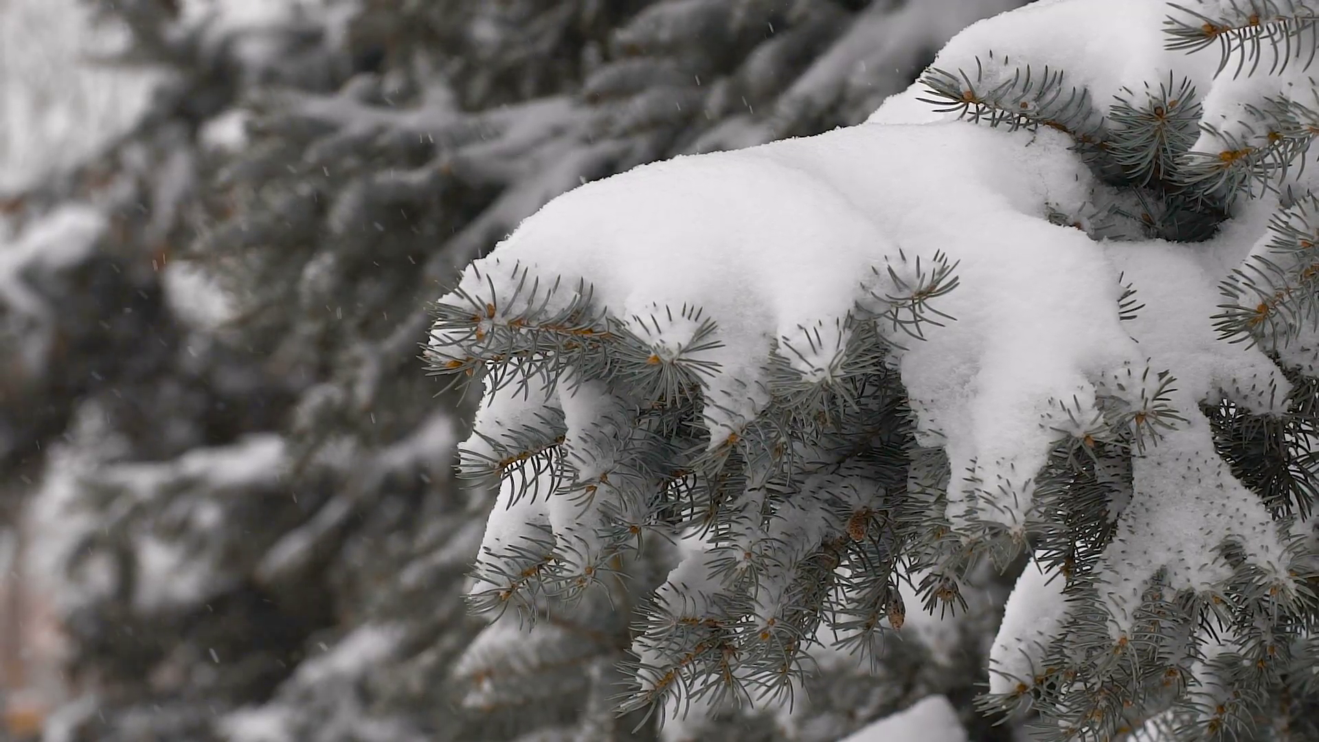 light snowfall. Snow Covered Pine Tree Branches Stock Video Footage ...
