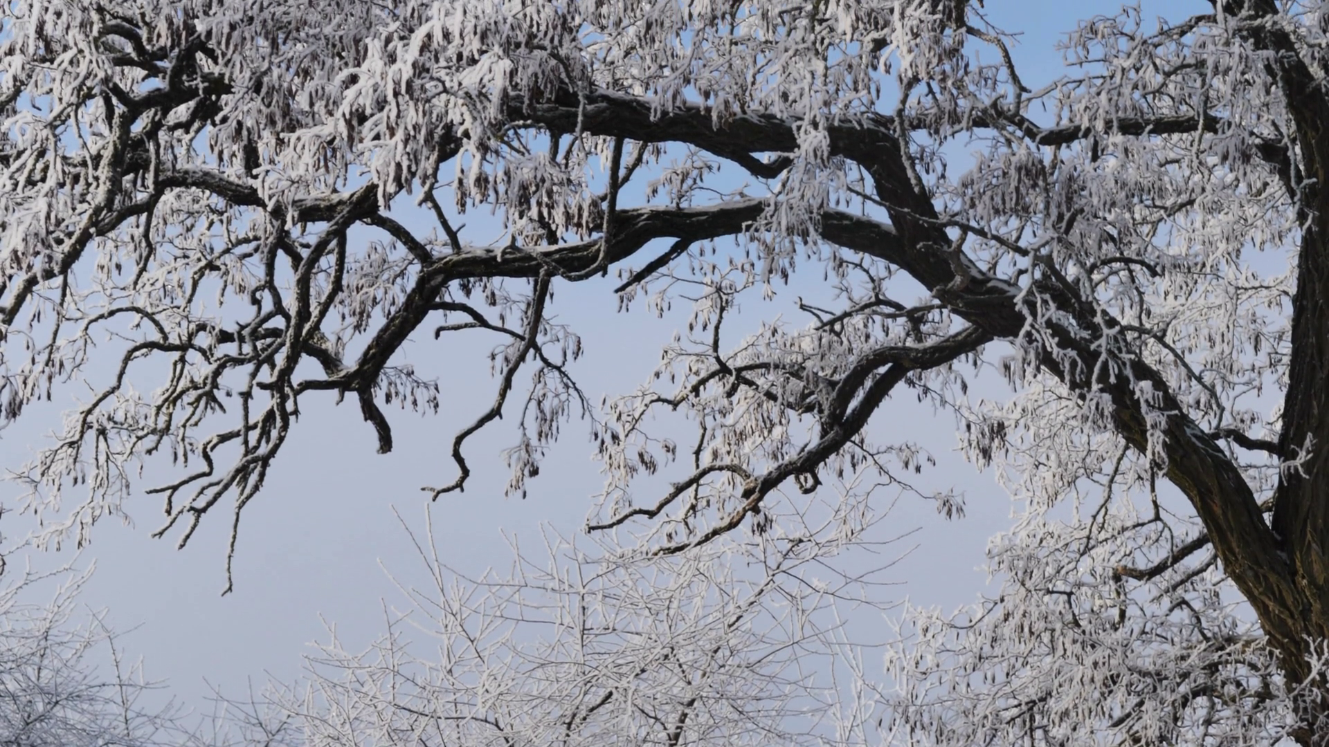 Snow-covered branches of acacia tree, against a sunny blue sky ...