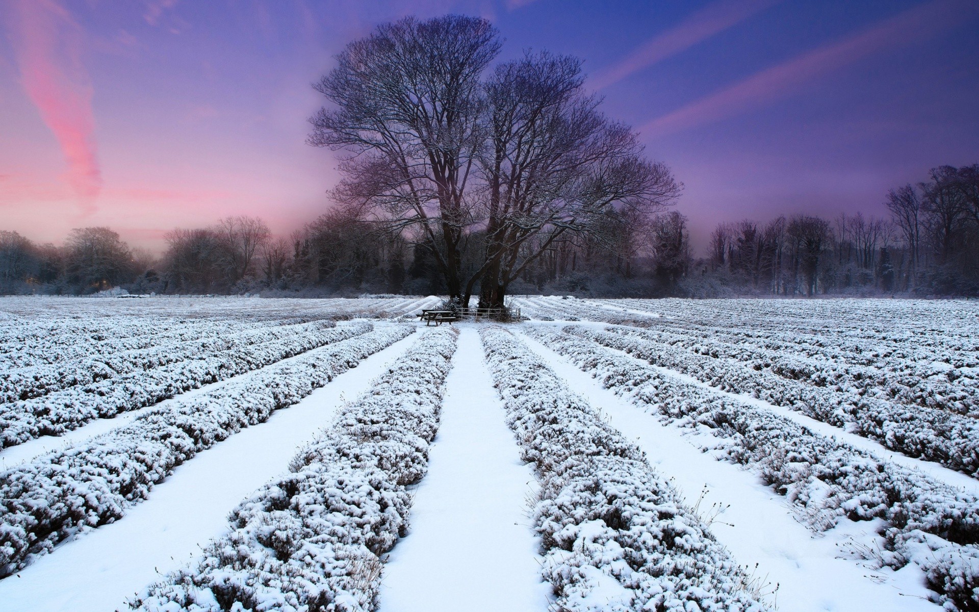Fields: Snow Covered Field Winter Plants Tree Rows Wallpaper Gallery ...