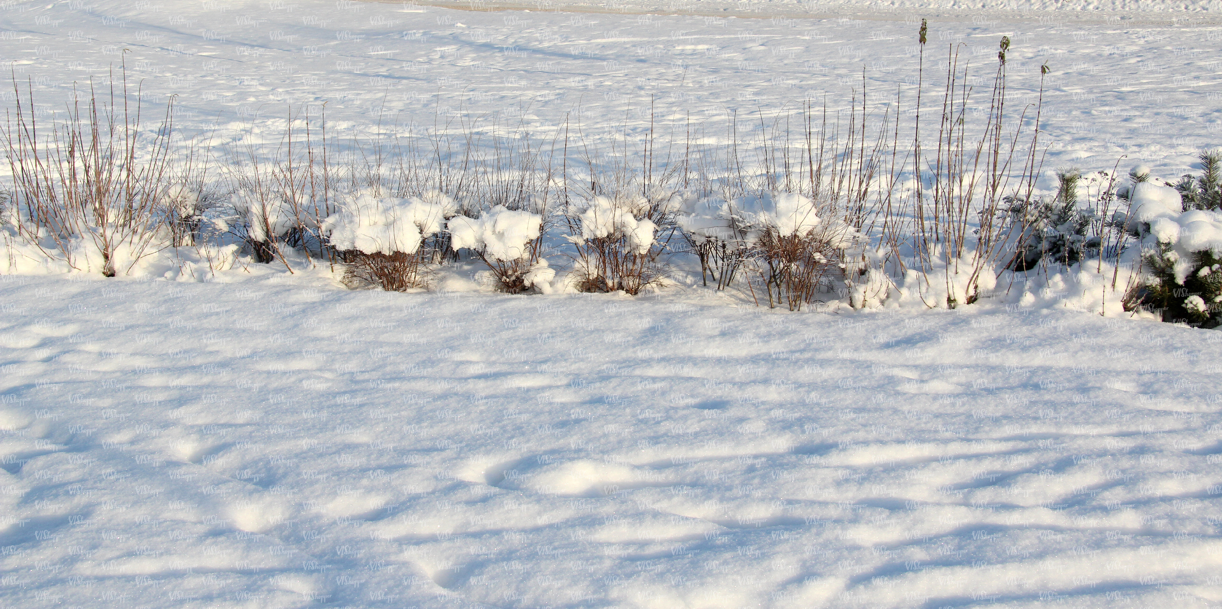snow-covered ground with some plants - ground textures - VIShopper