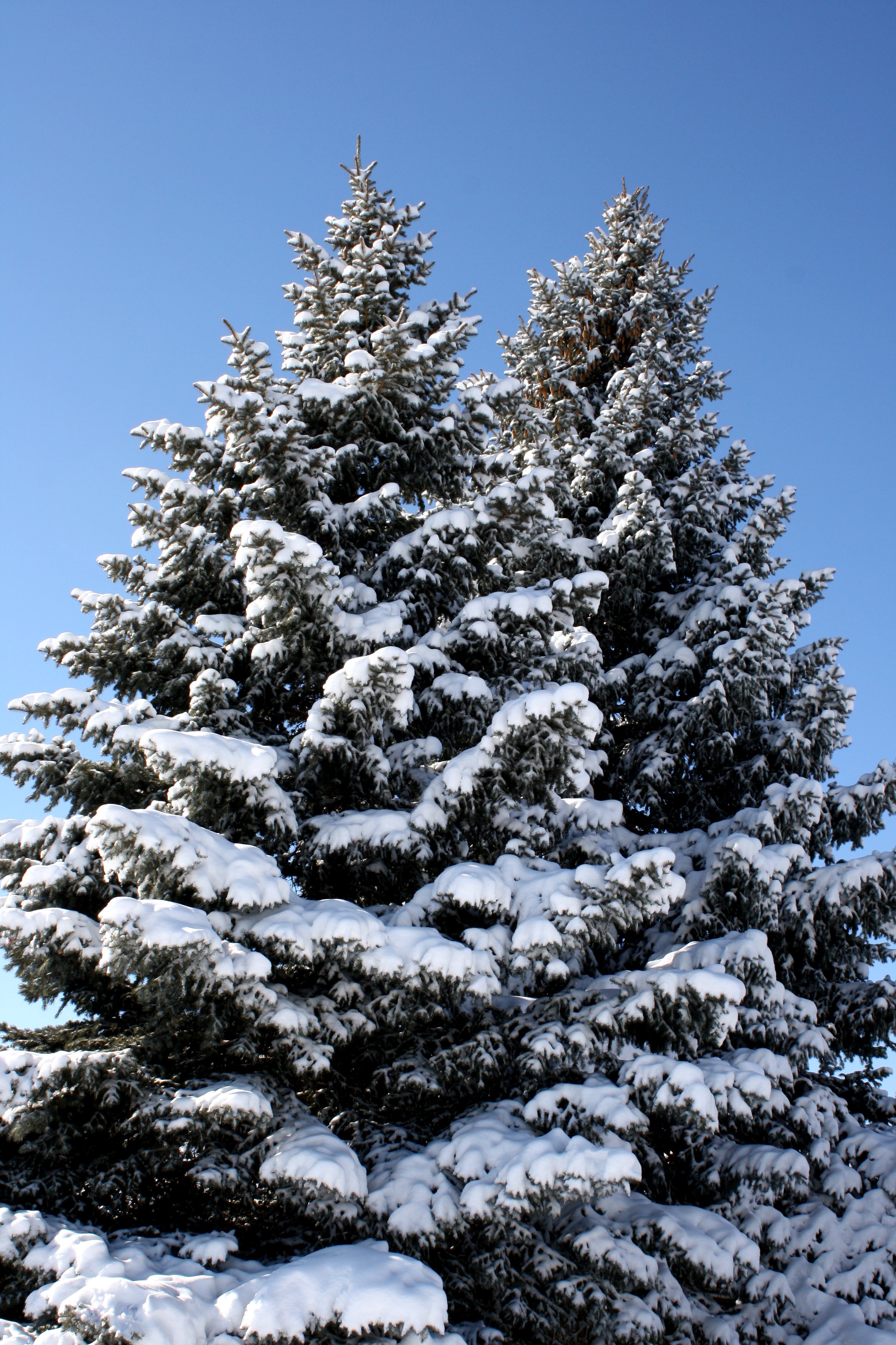 Two Snow Covered Pine Trees Picture | Free Photograph | Photos ...