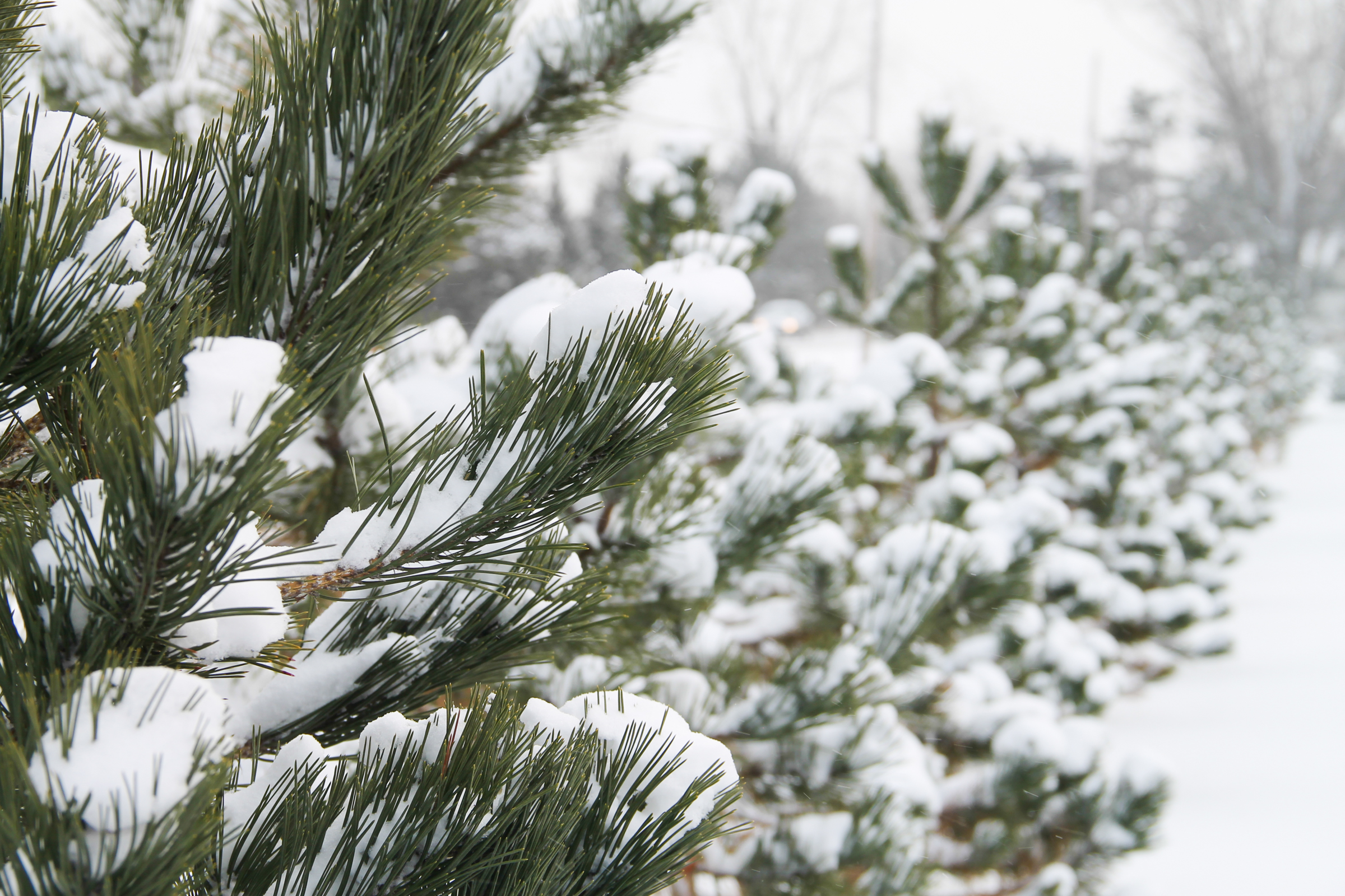 Free Stock Photo of Row of Pine Trees Covered in Snow