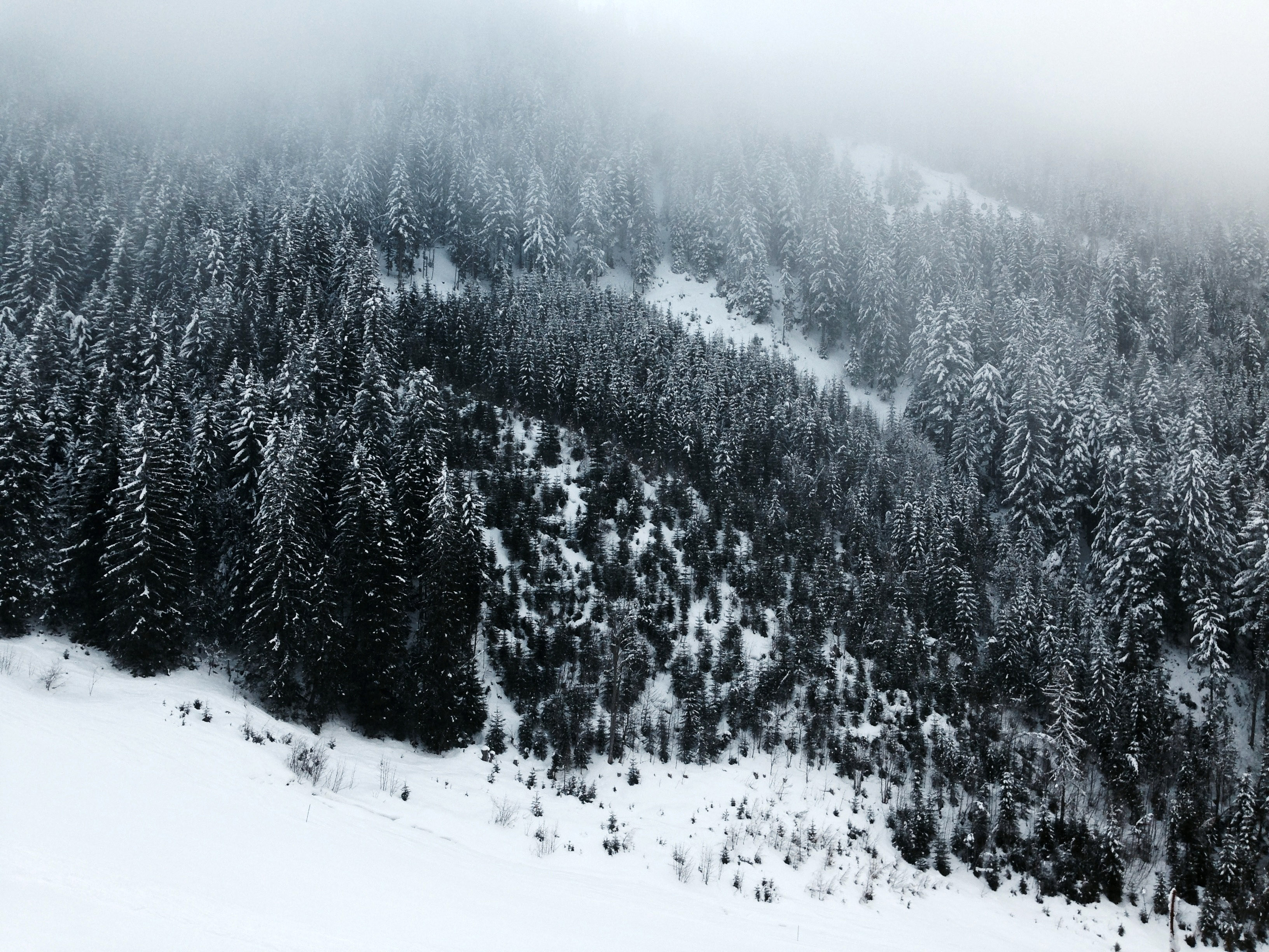 Snow-covered Pine Forest in the Mountains image - Free stock photo ...