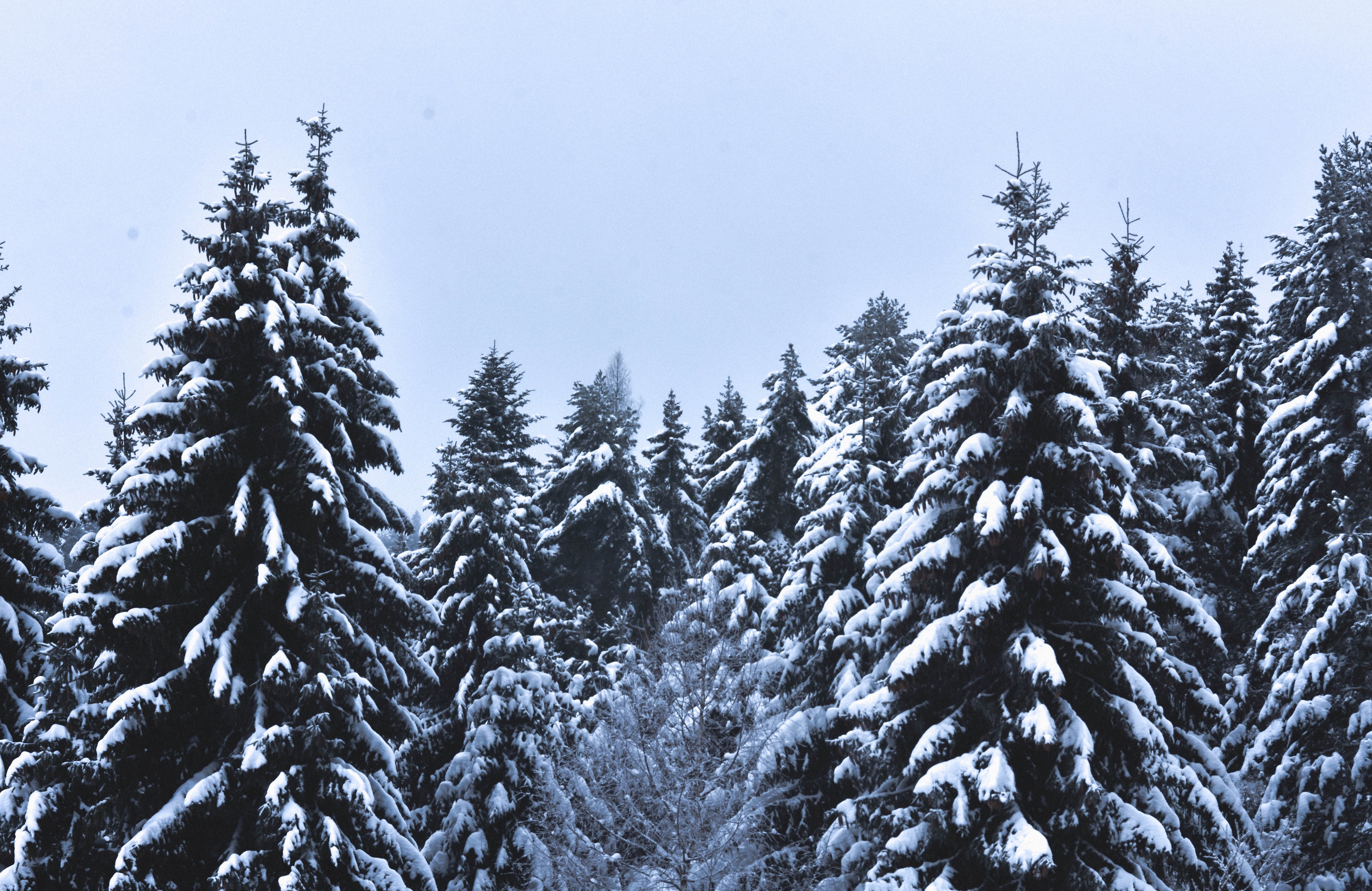 Snow covered pine trees under cloudy sky photo