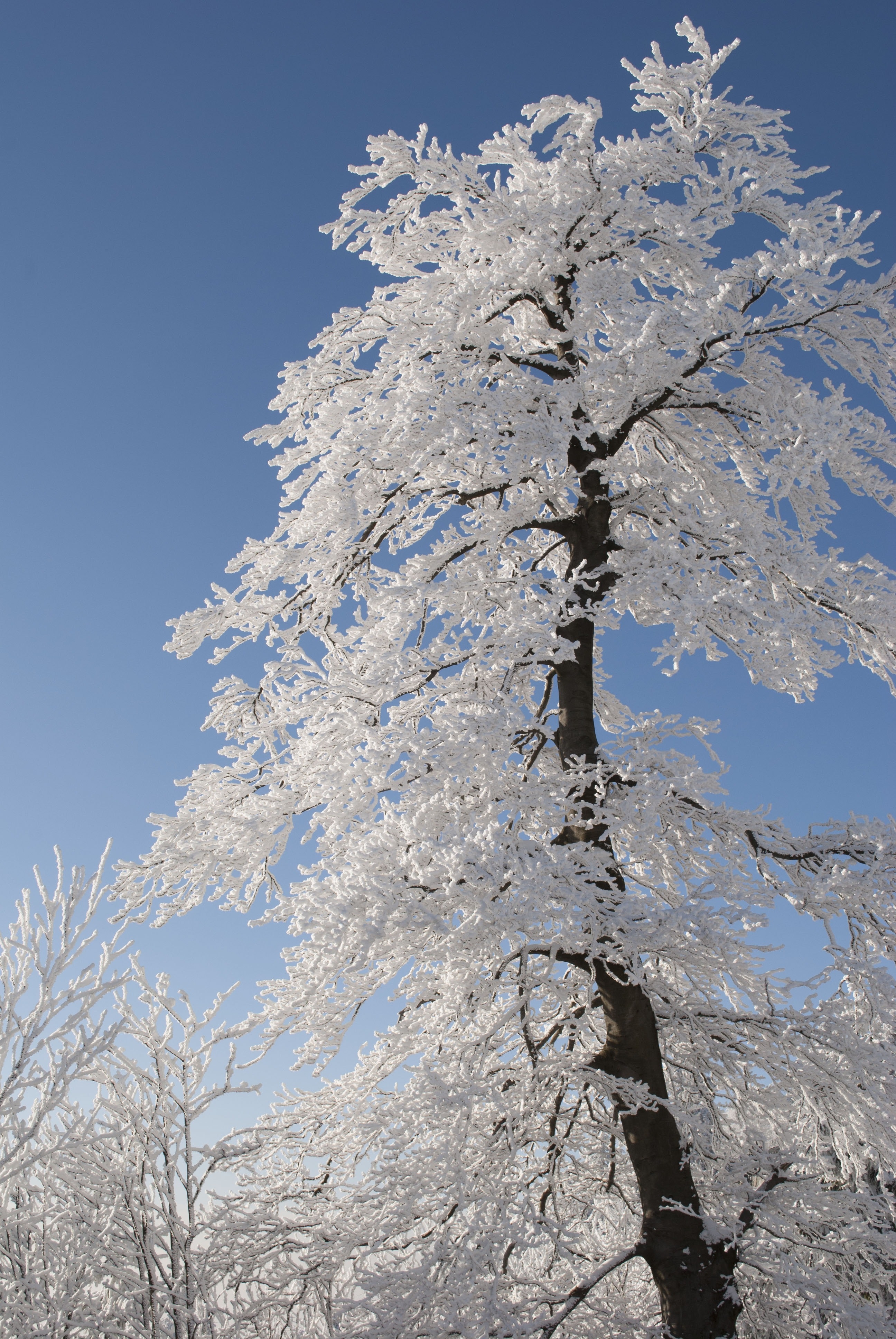 Snow covered tree under blue cloudy sky during daytime photo