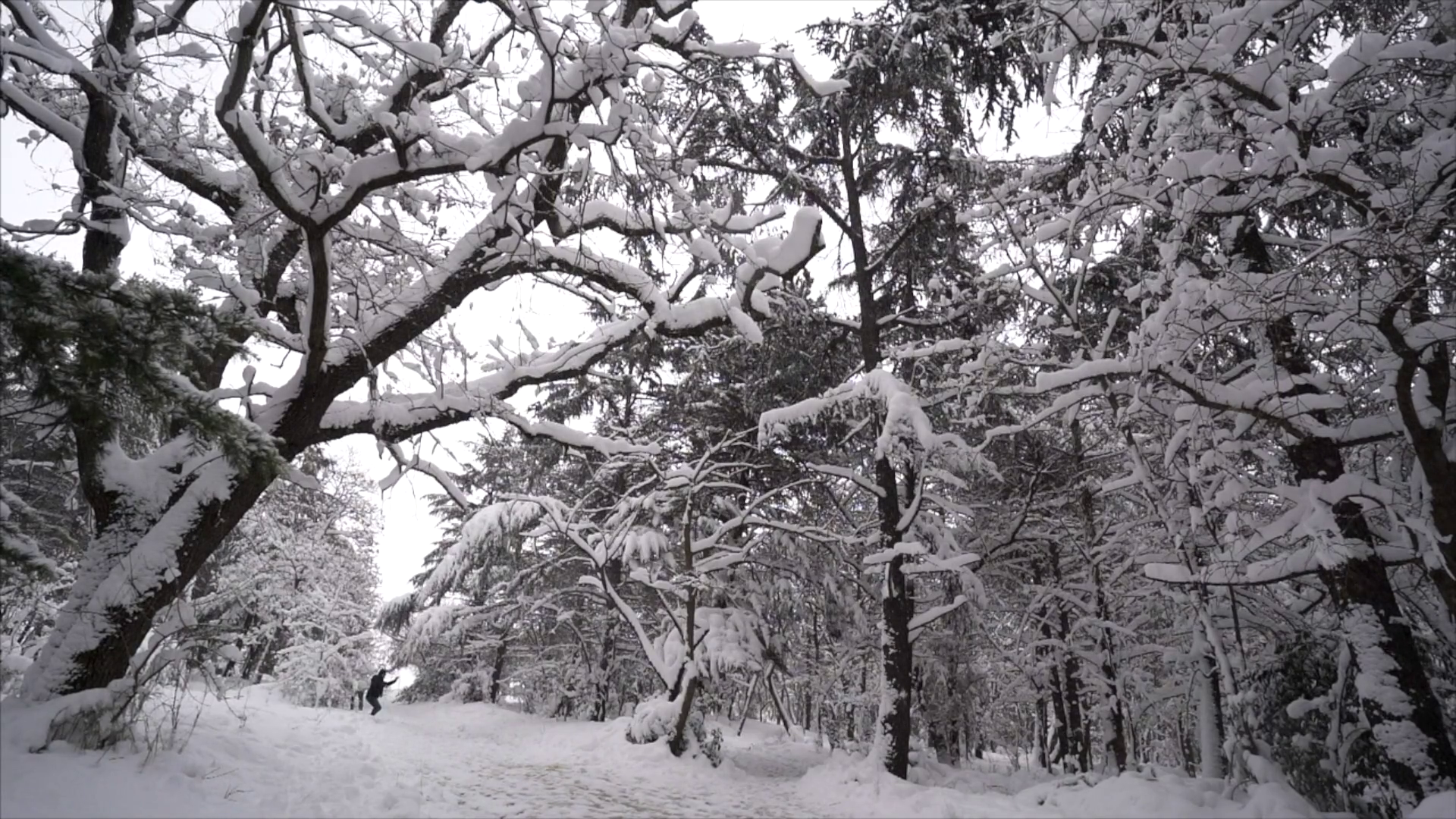 Snow covered trees photo