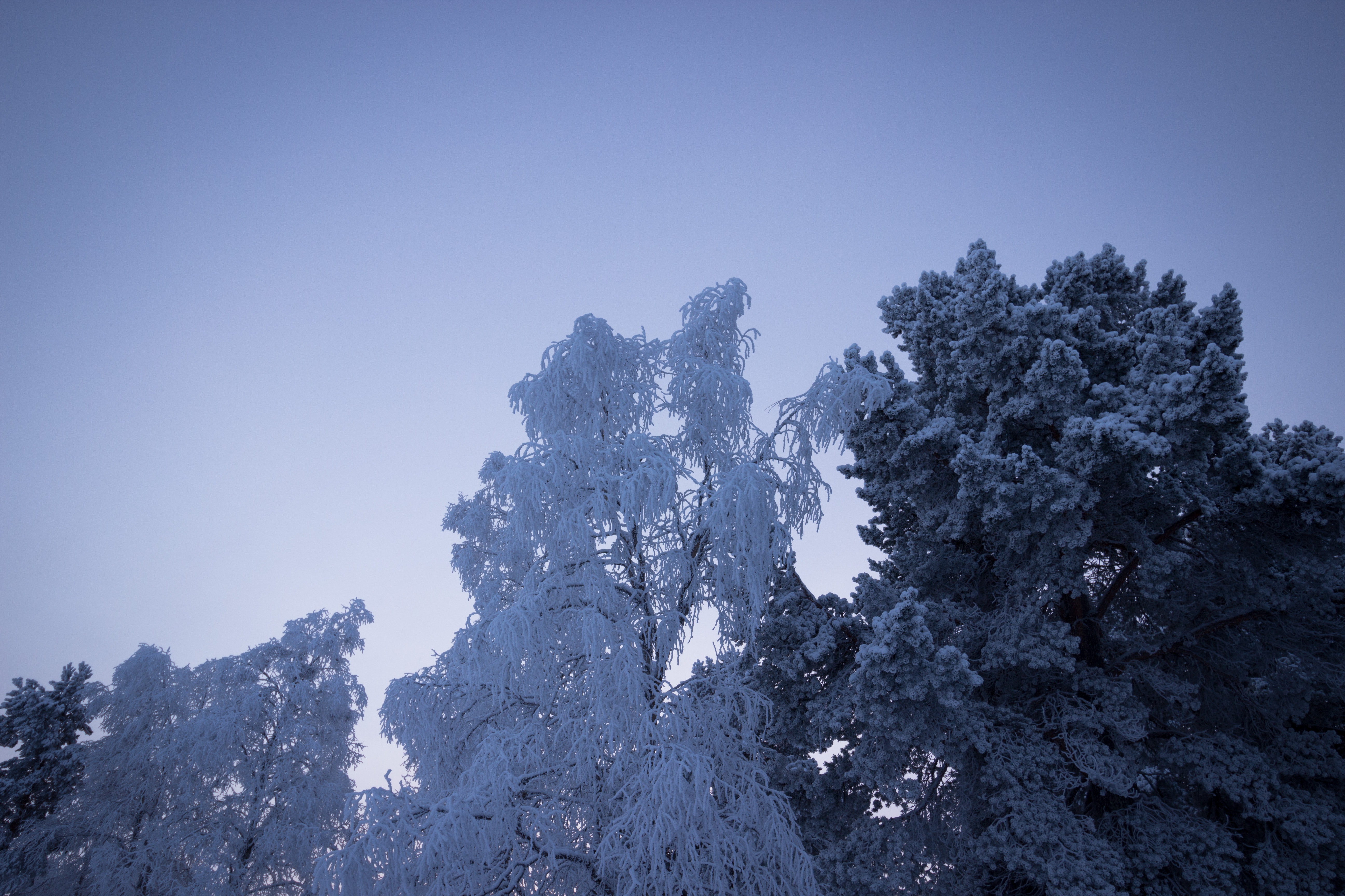 Snow covered trees photo