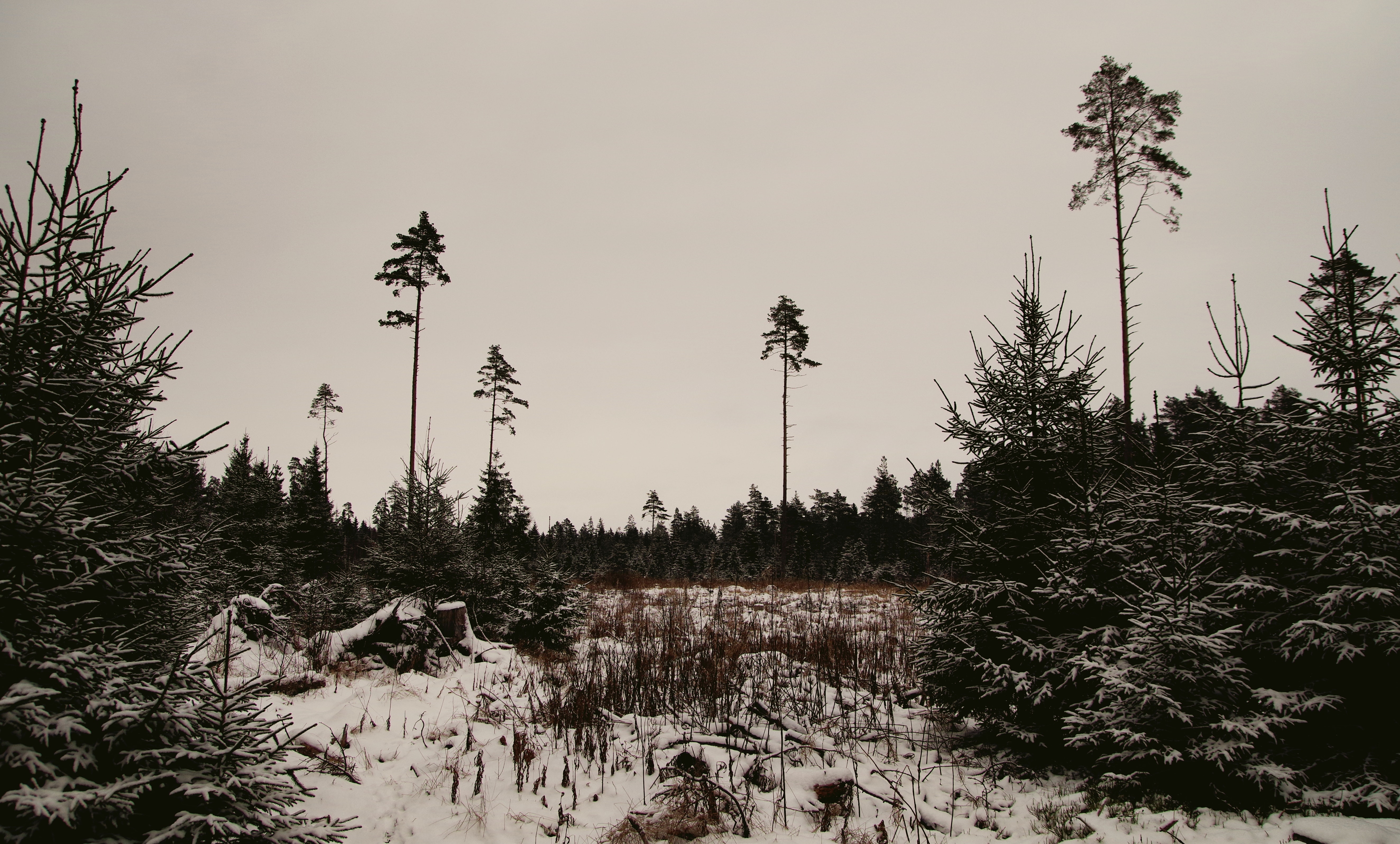 Snow-covered trees and land photo