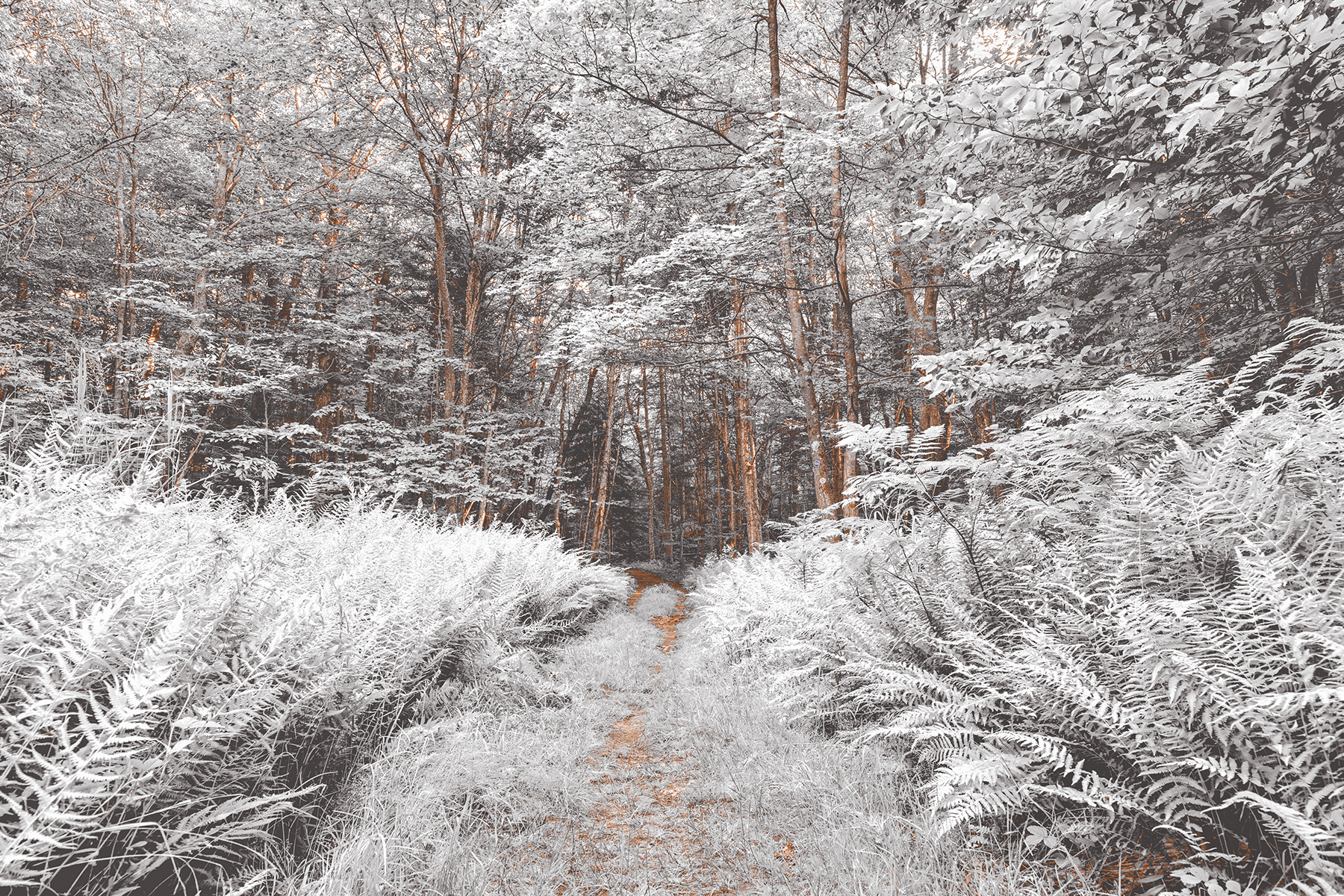 Snow Fern Trail, America, Perspective, Shadow, Shades, HQ Photo