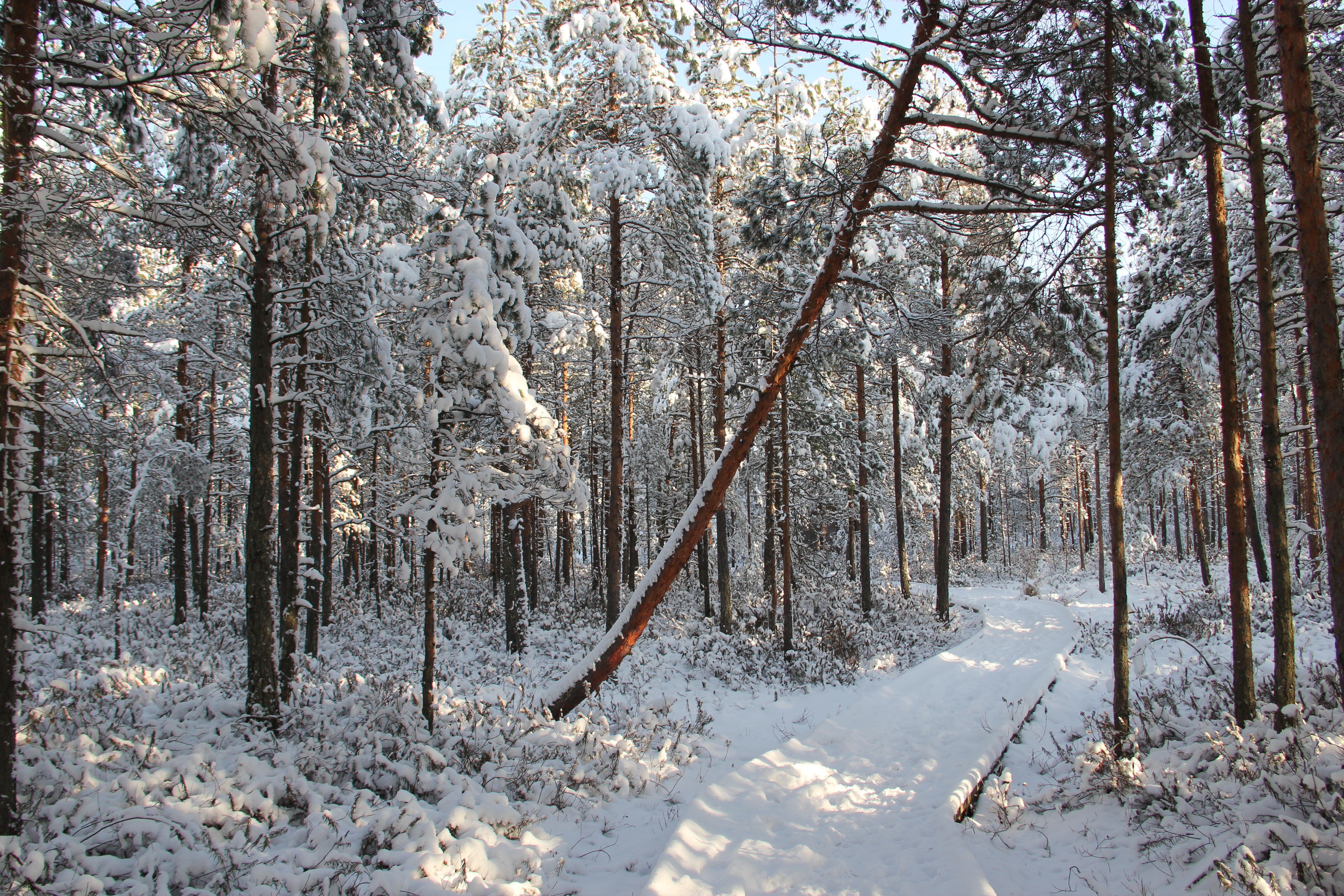 Snow field forest photo