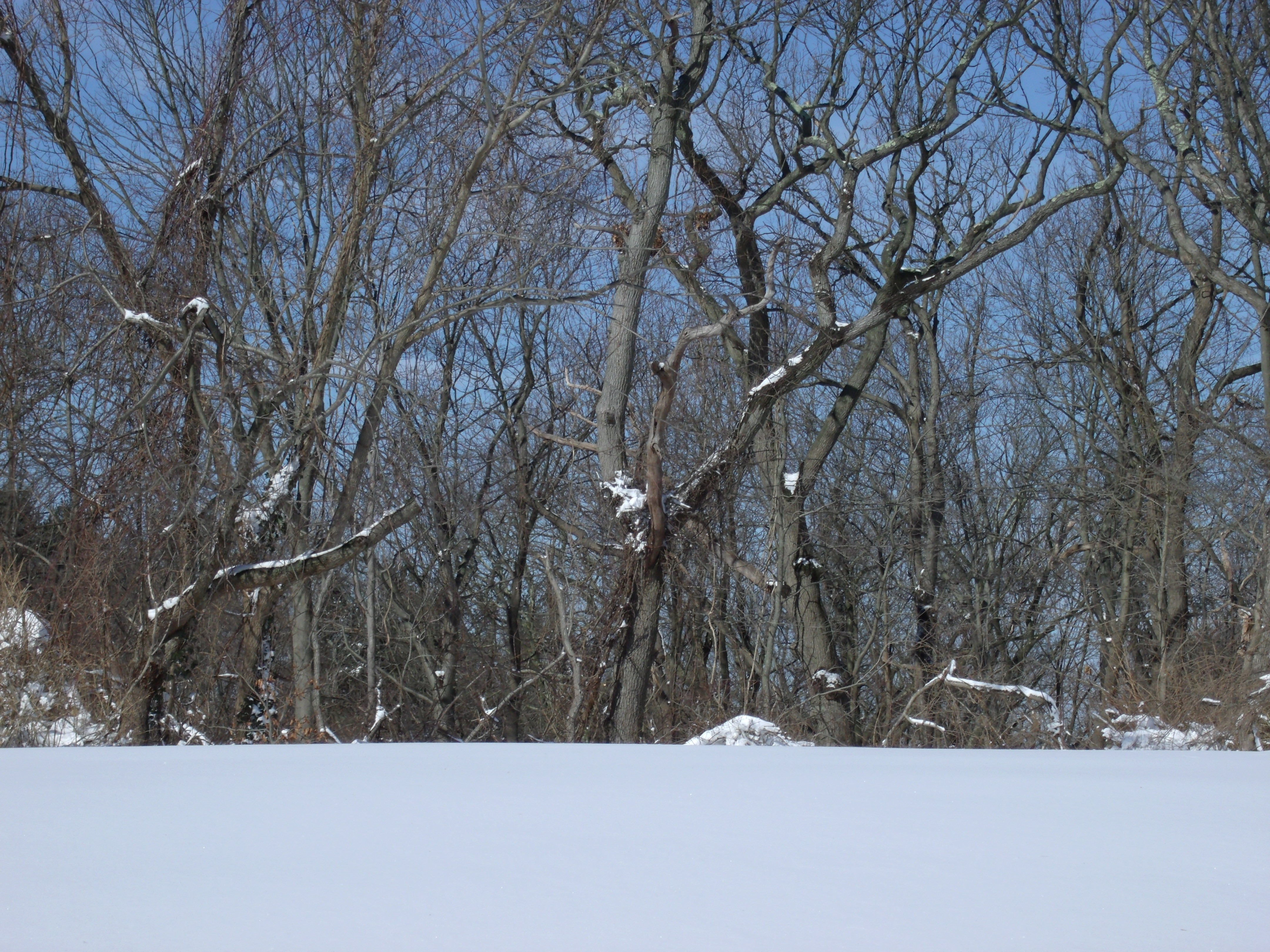 Winter: Snowy Field Forest Blizzard Snow Winter Nature Trees Desktop ...