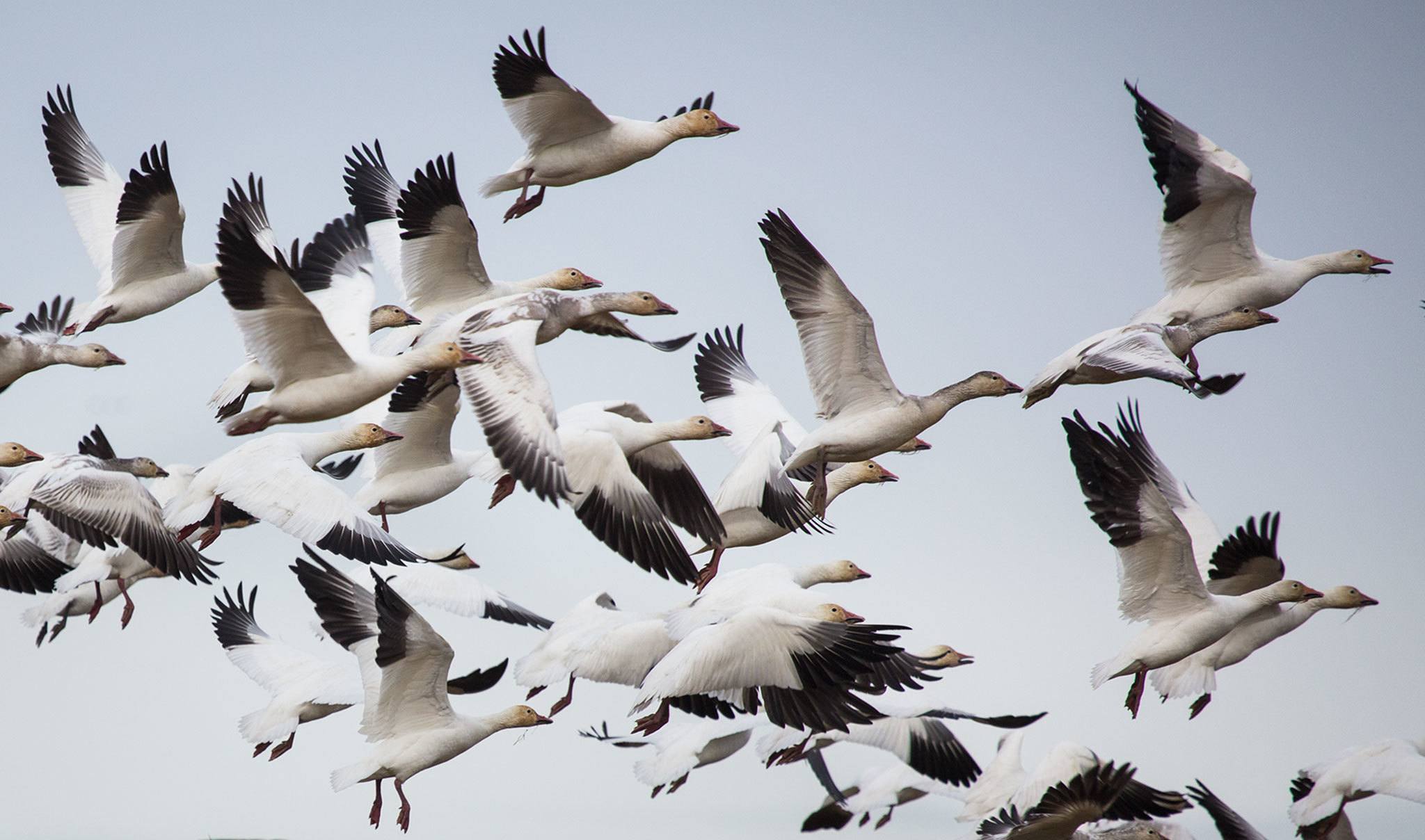 This year's Snow Goose Festival is canceled, but geese remain ...