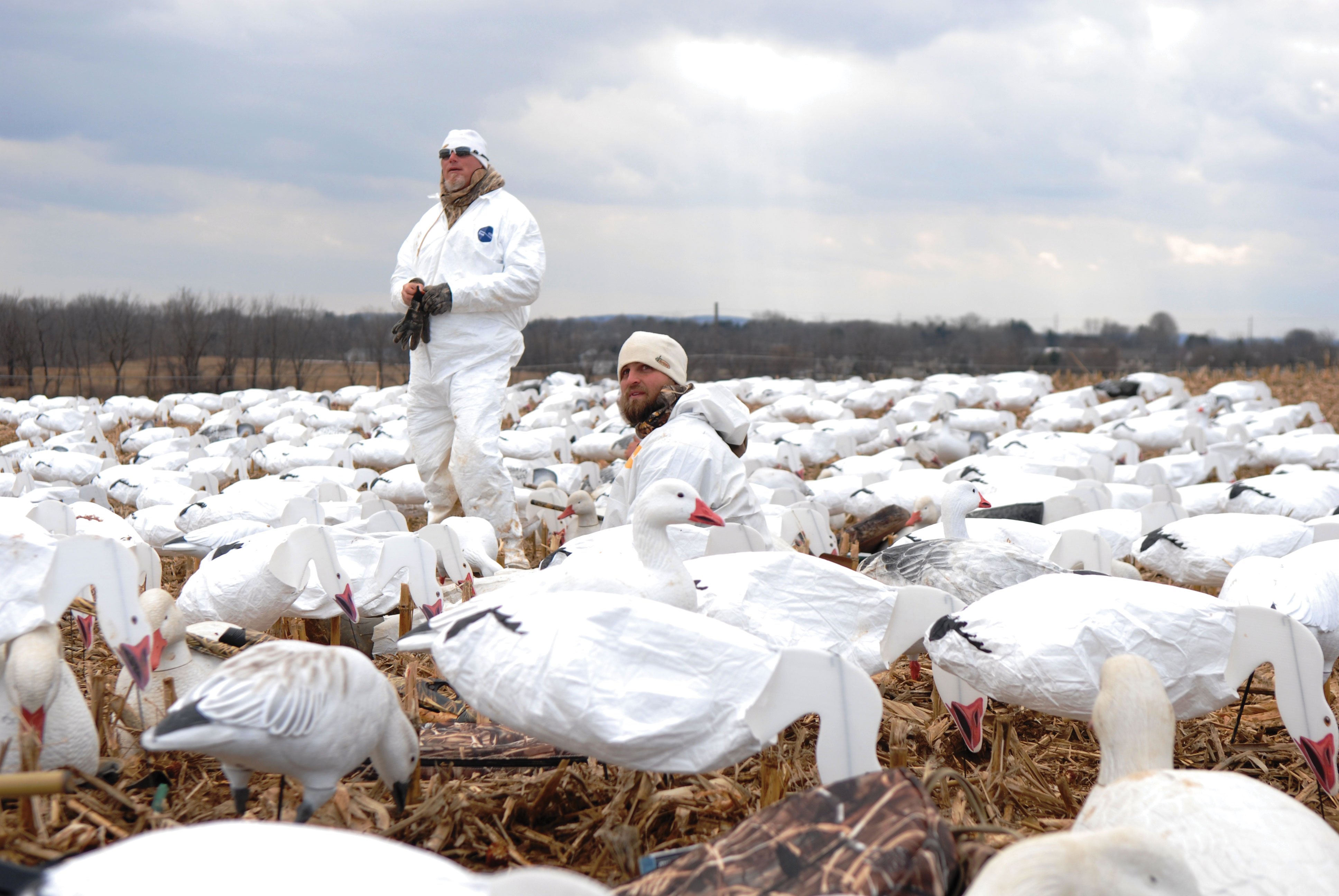 Snow goose hunting tips: How to stay hidden! - Grand View Outdoors