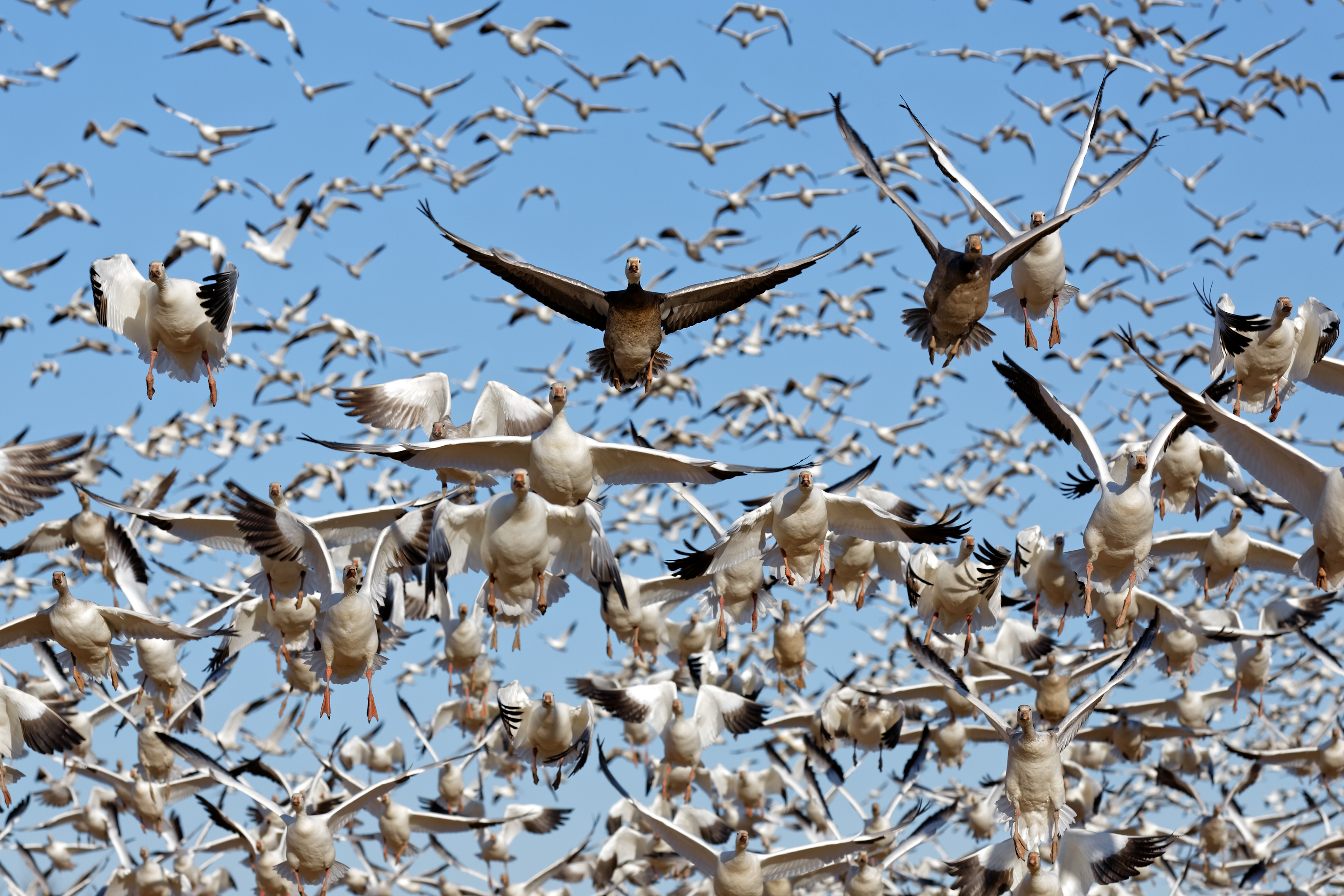 E Caller Strategies for Snow Geese | Passion For The Hunt ...