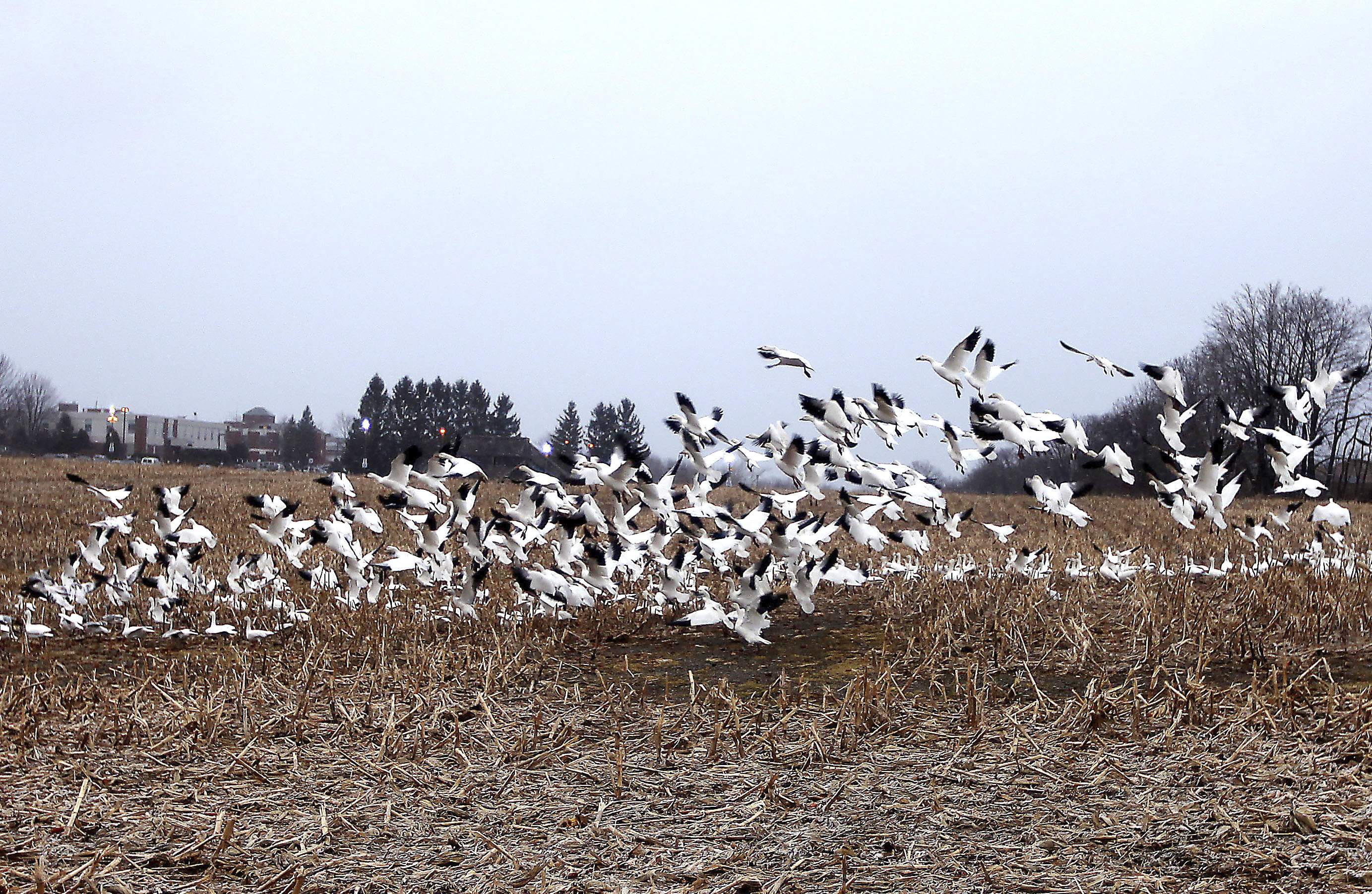 Hunters get added season for snow geese - New Jersey Herald -