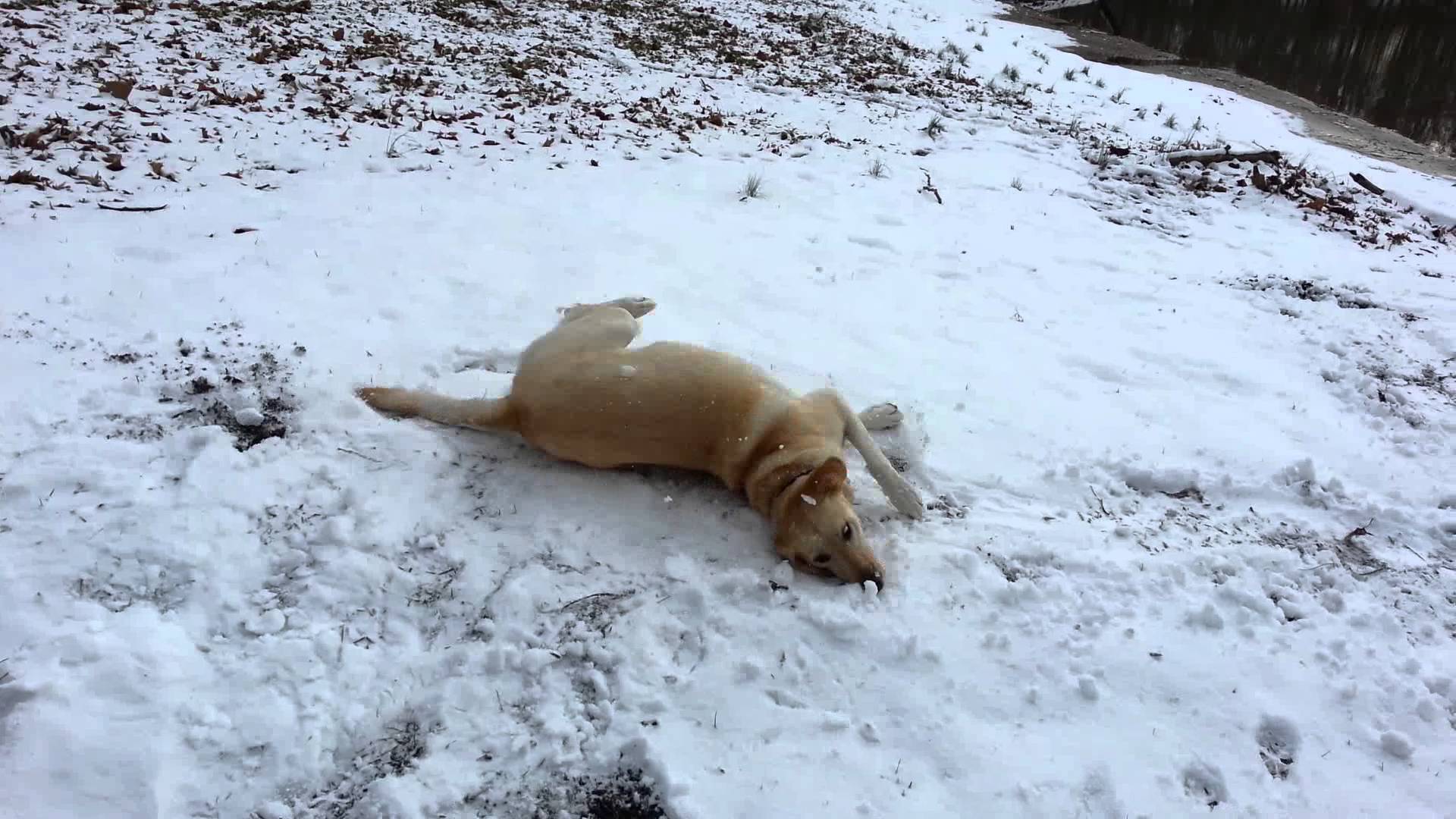 Texas Dog in First 2015 Snow - YouTube