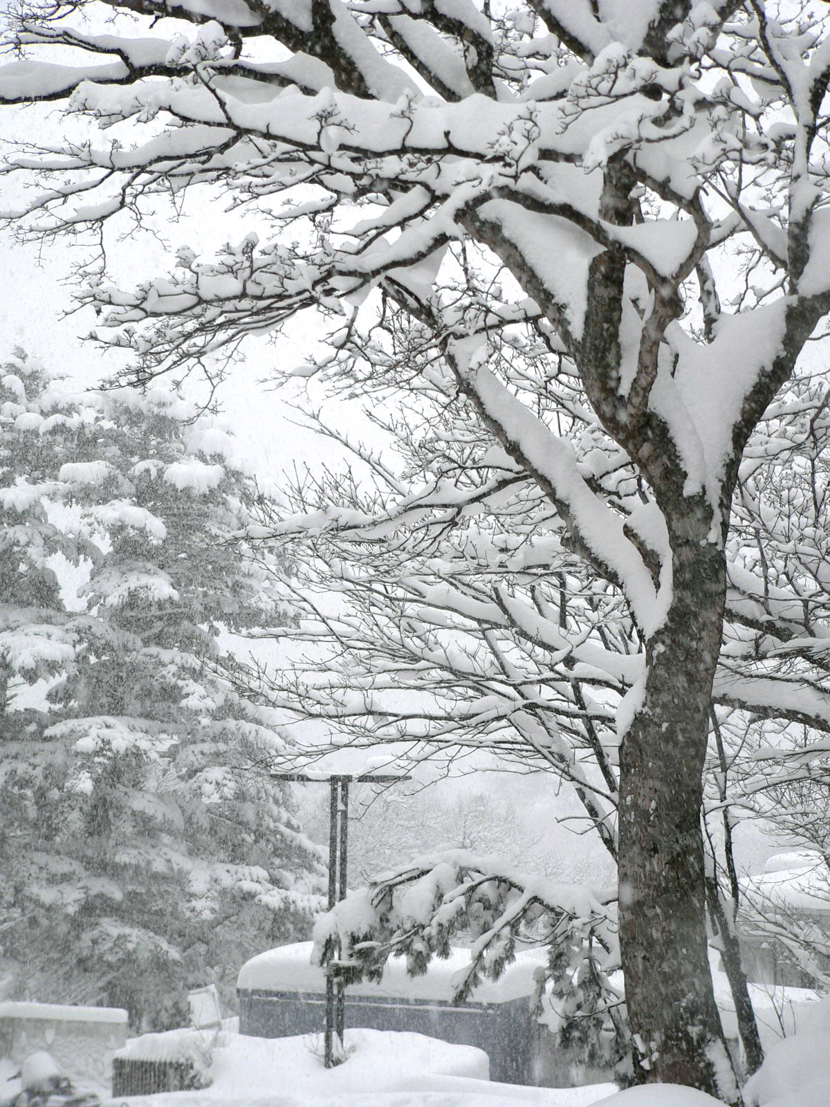 Snow in trees at japanese ski resort photo