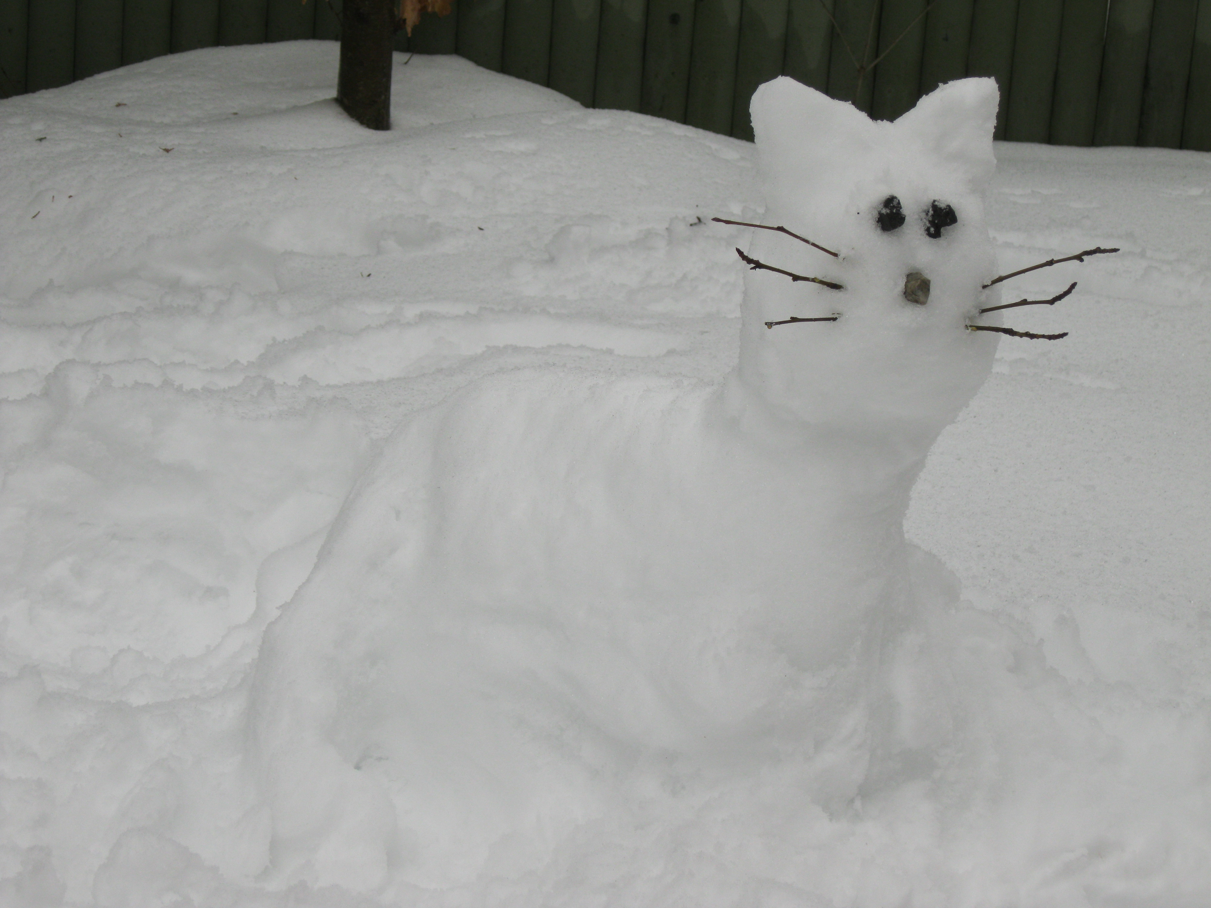 Snow kitty photo