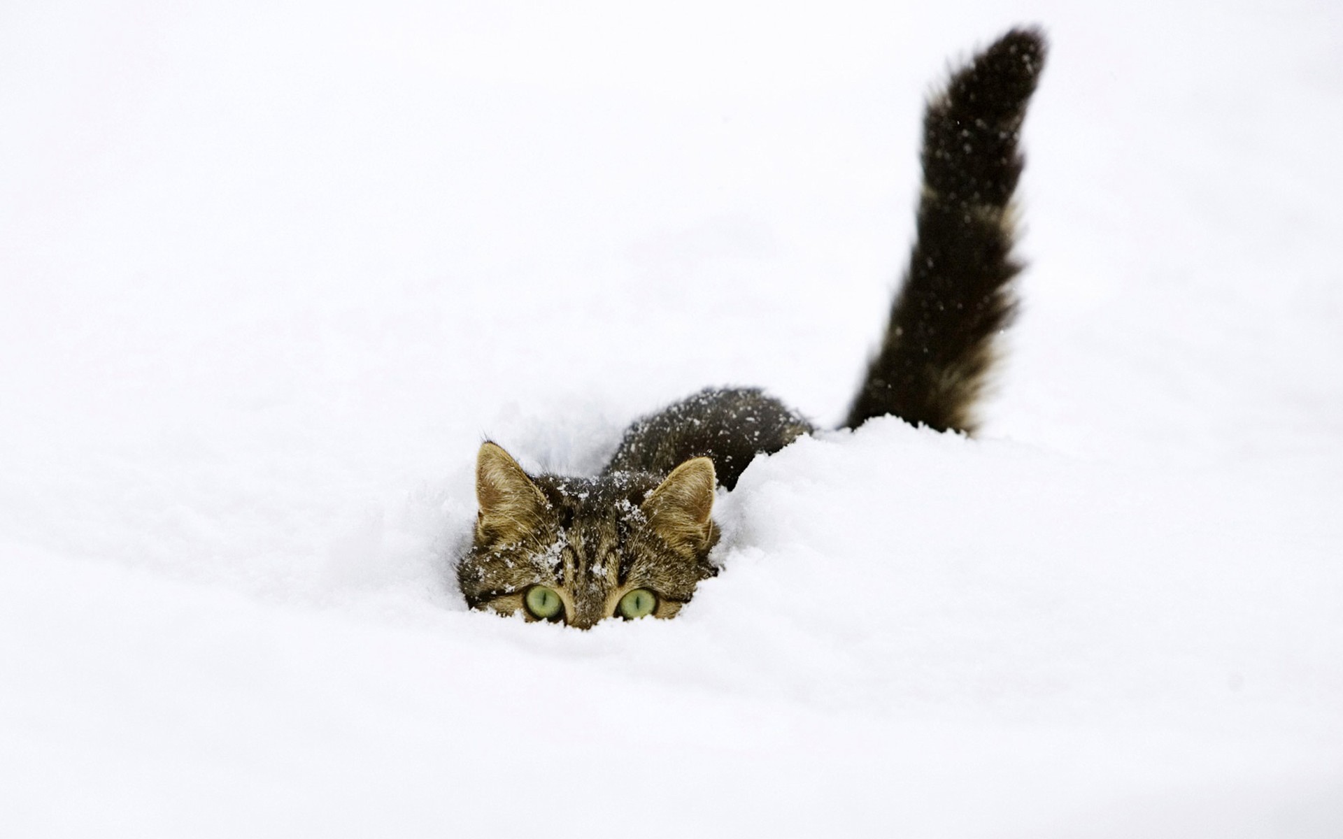 Hunting Snow Kitty - Desktop Wallpaper