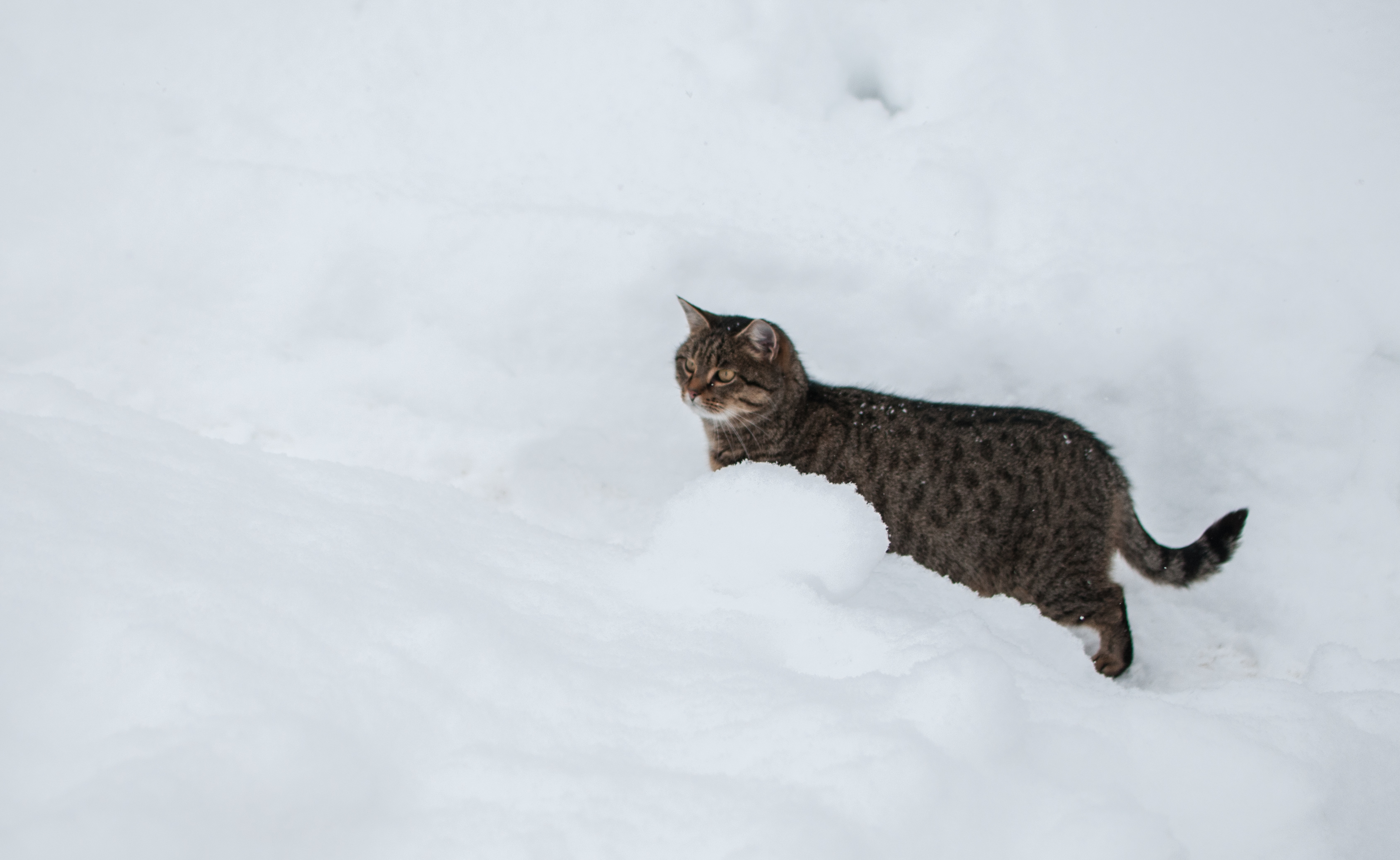 Kitty the Snow Explorer • AREKU