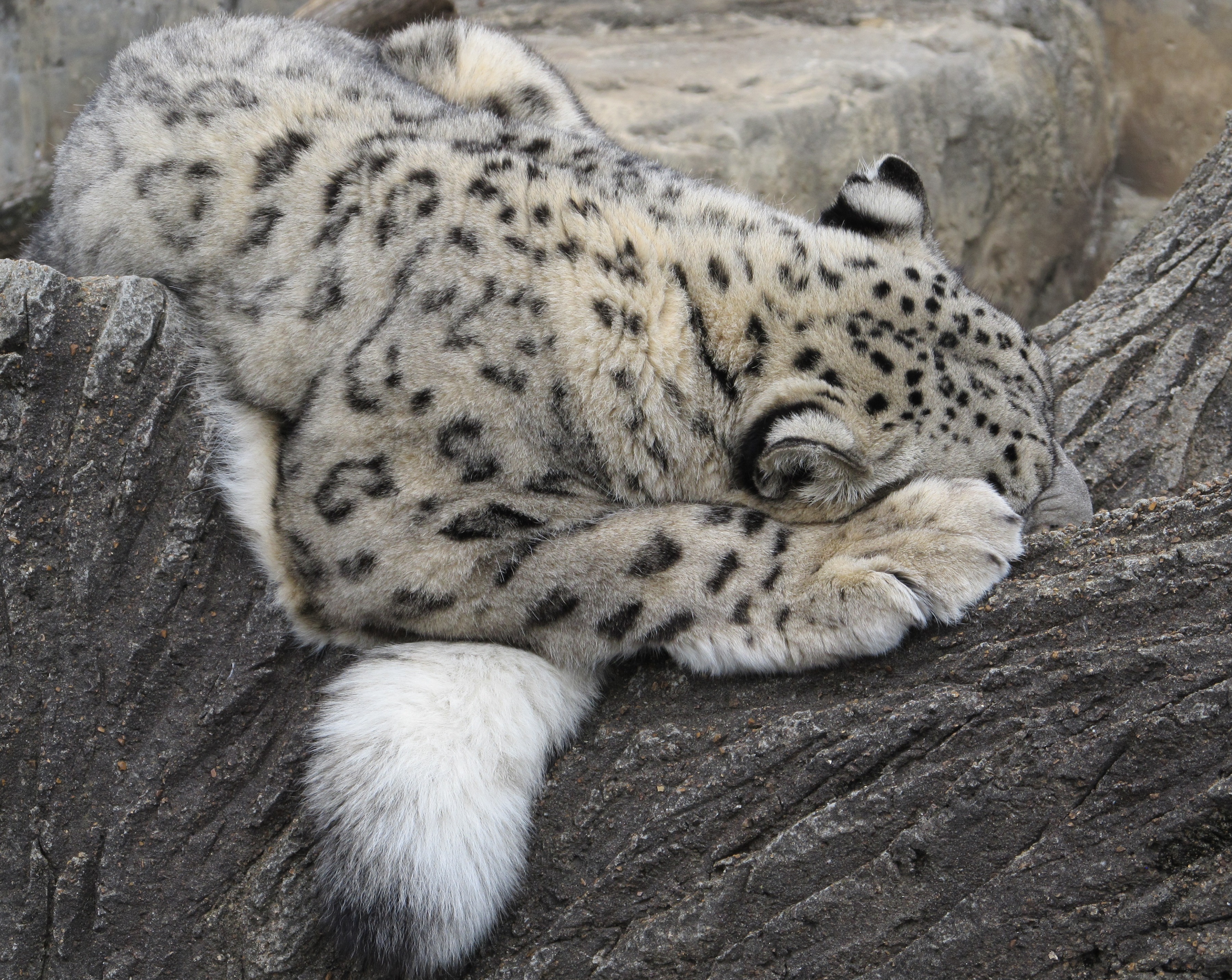 Free photo: Snow Leopard - Animal, Fierce, Leopard - Free Download - Jooinn