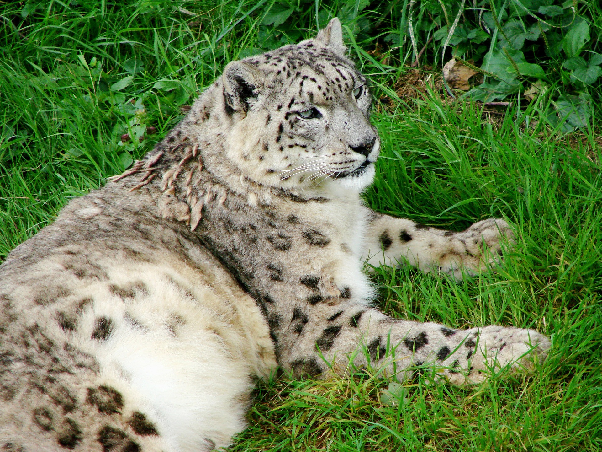 Free photo Snow Leopard Animal, Cat, Leopard Free Download Jooinn