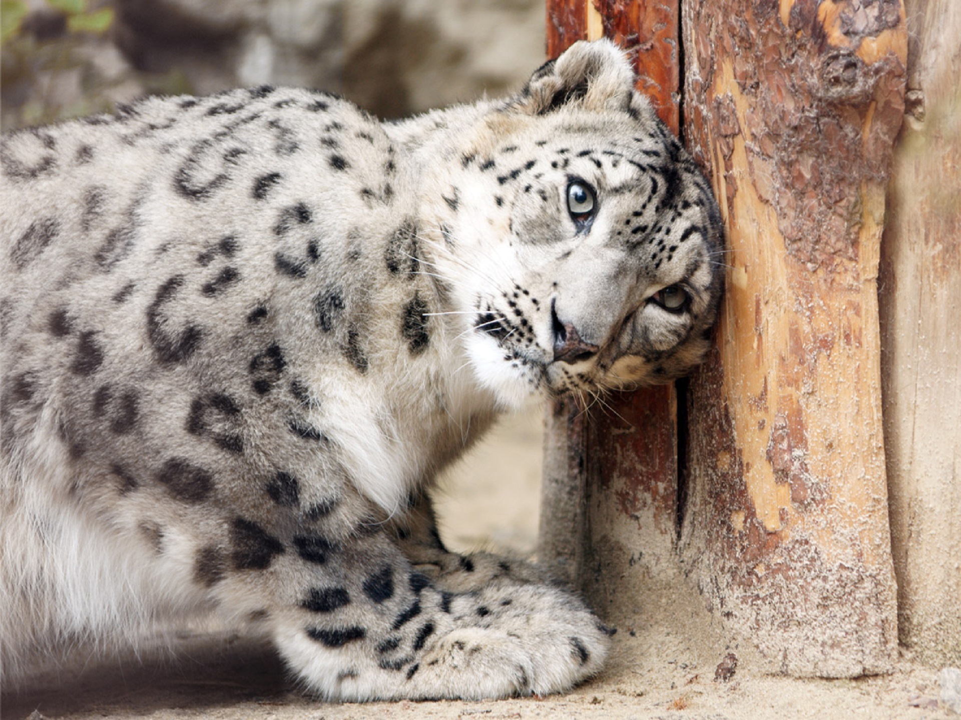 Snow leopard photo