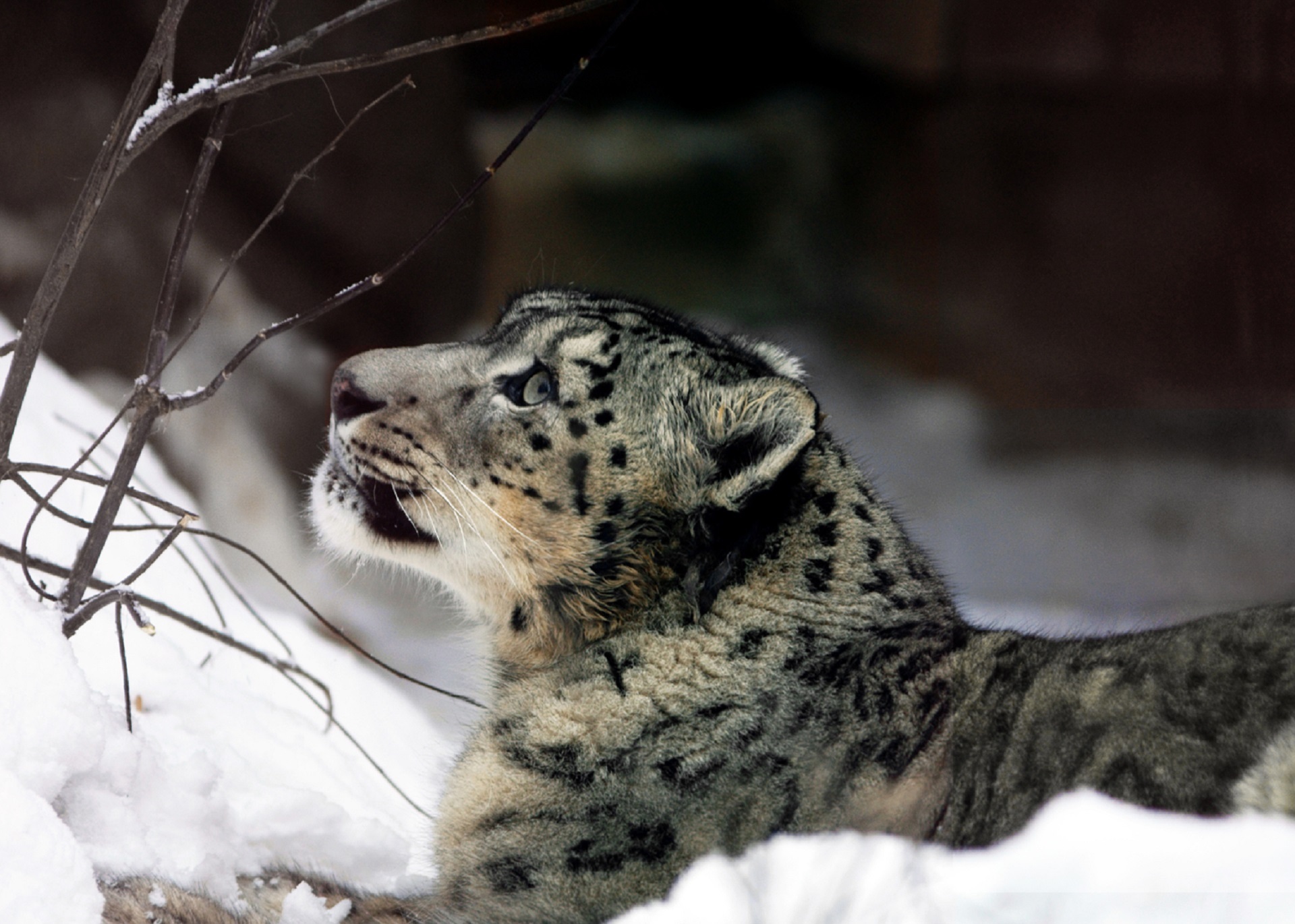 Snow leopard pose photo
