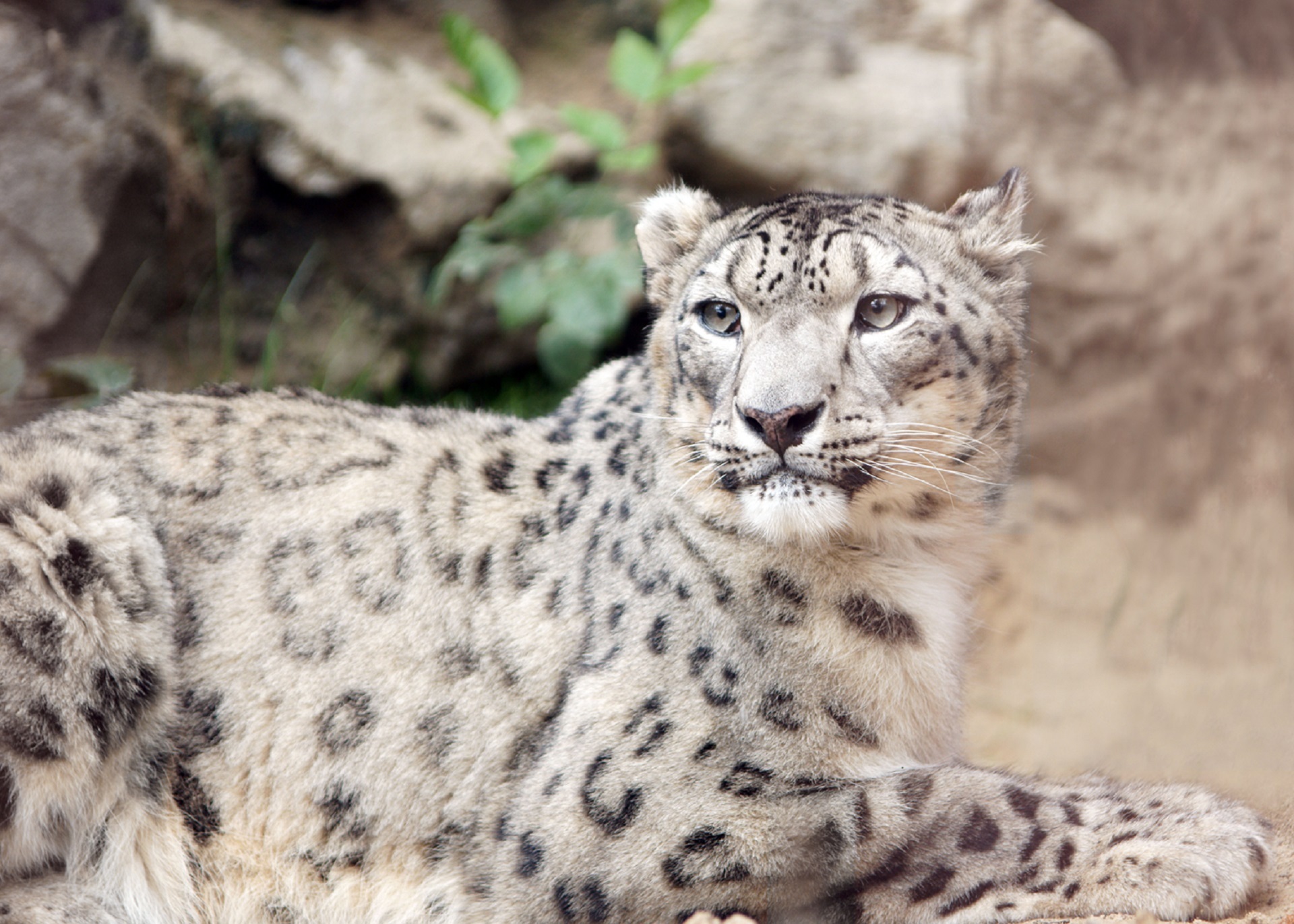Snow leopard pose photo