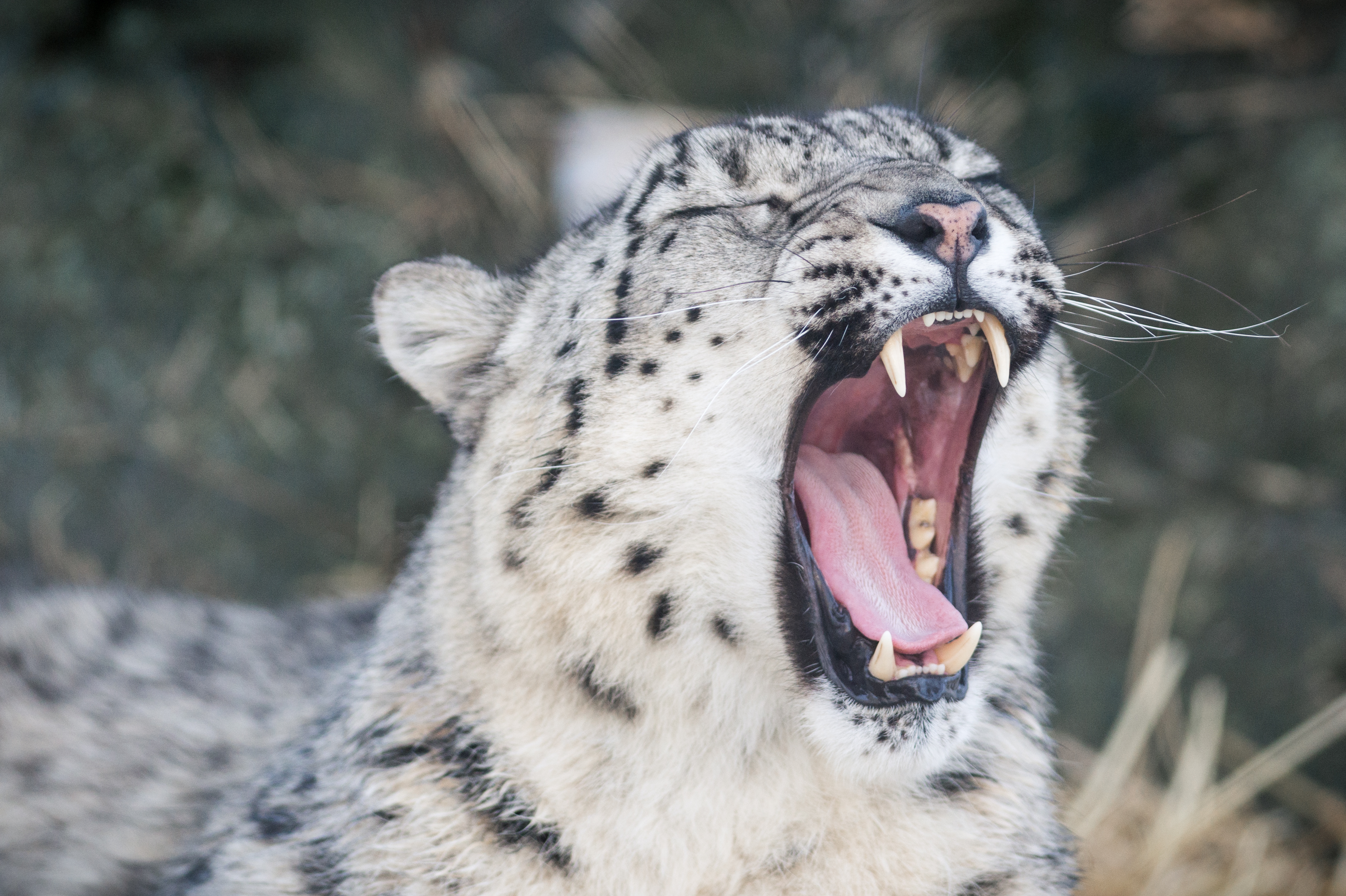 File:Snow Leopard Teeth (12785667984).jpg - Wikimedia Commons