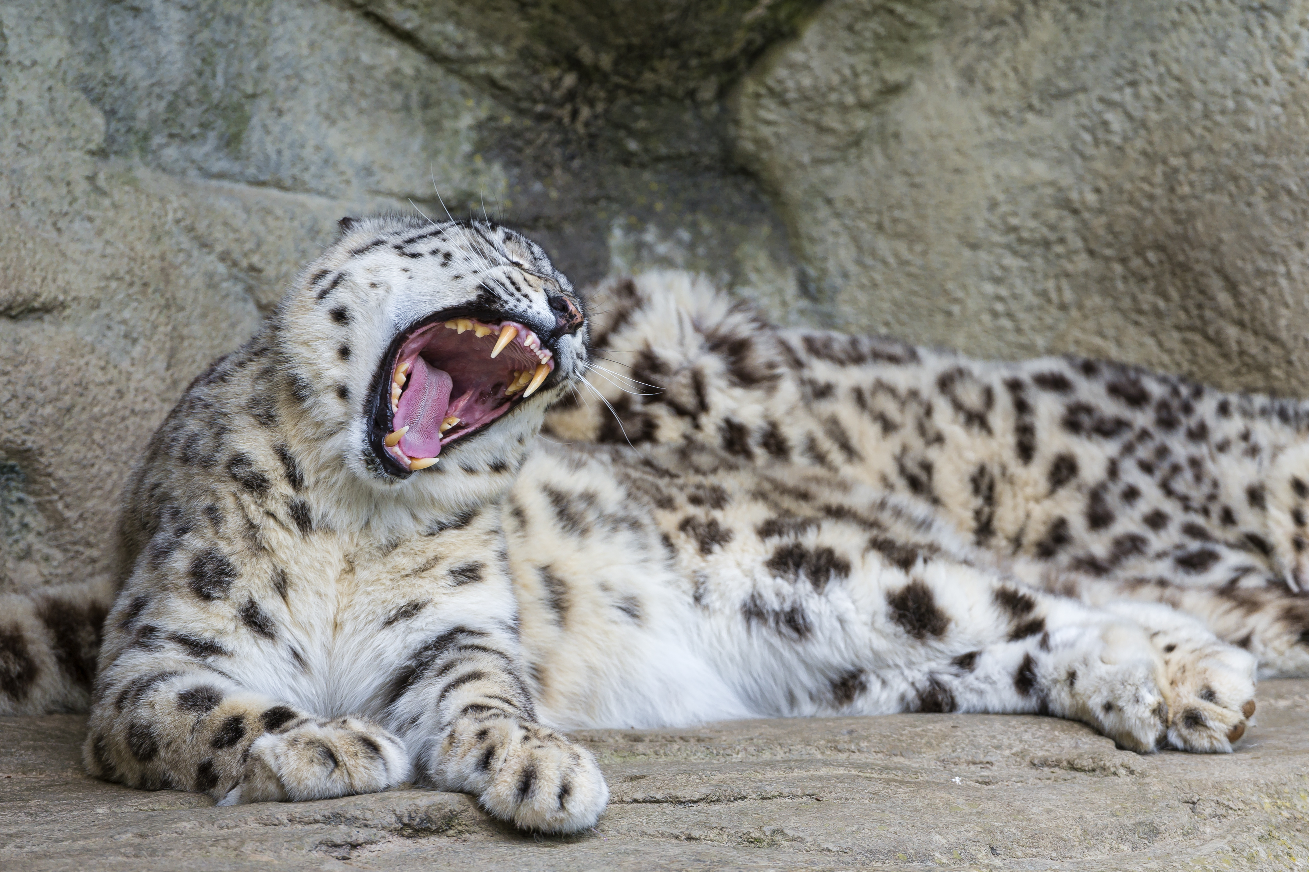 Wallpapers Big cats Snow leopards Roar Animals 4292x2861