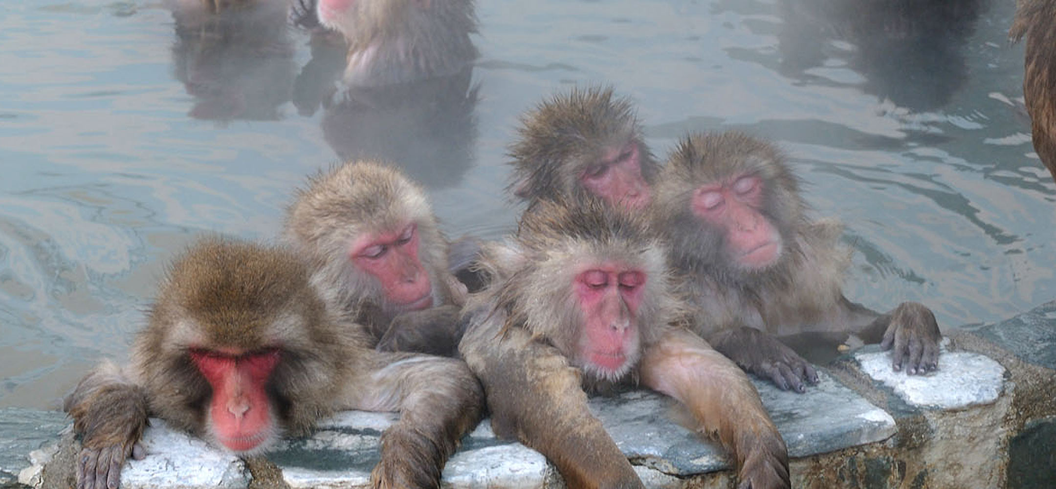 Snow monkeys - Experience Japan | Inside Japan Tours