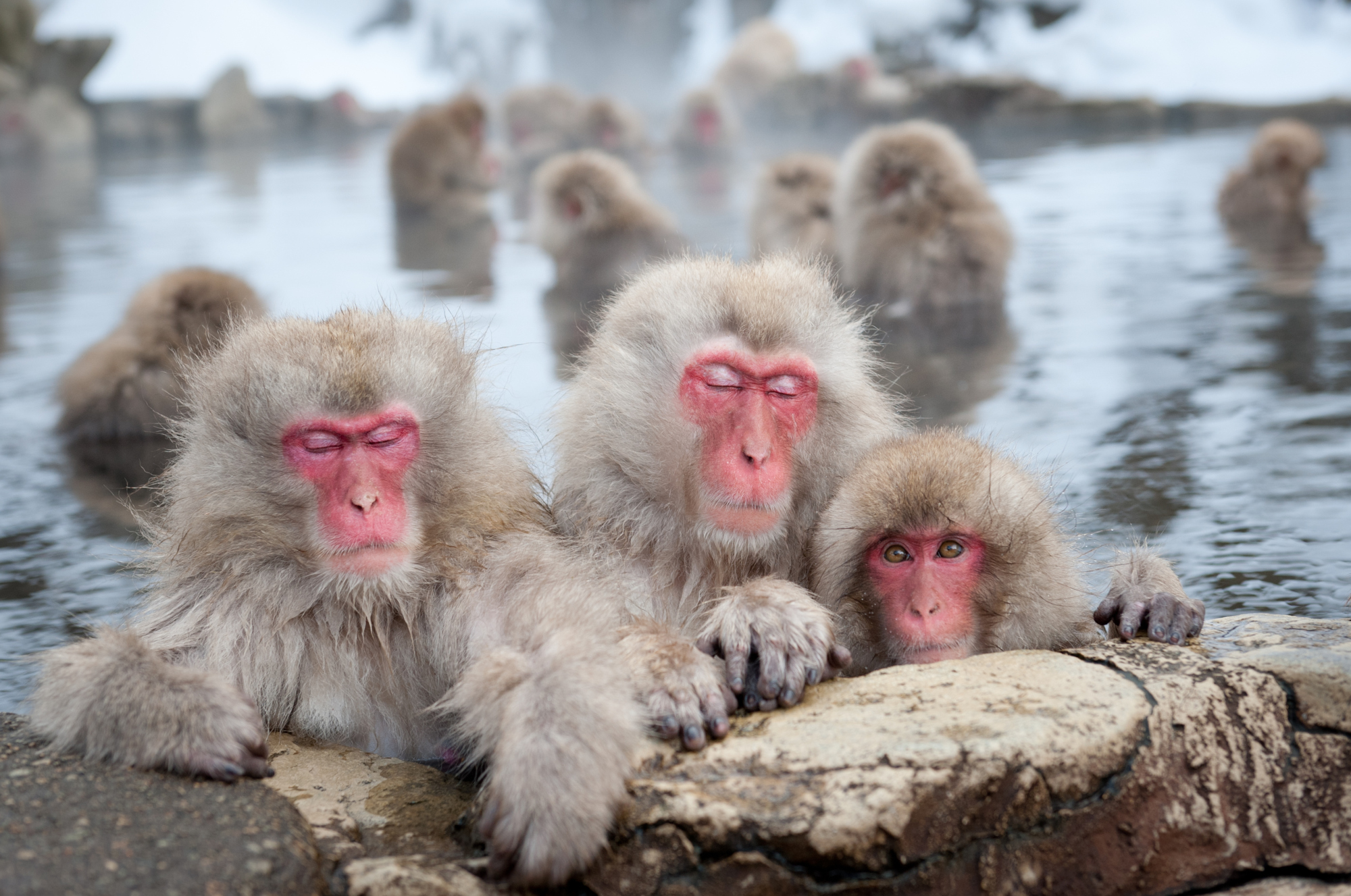Nagano's snow monkeys bathe in hot springs to relieve stress, study ...