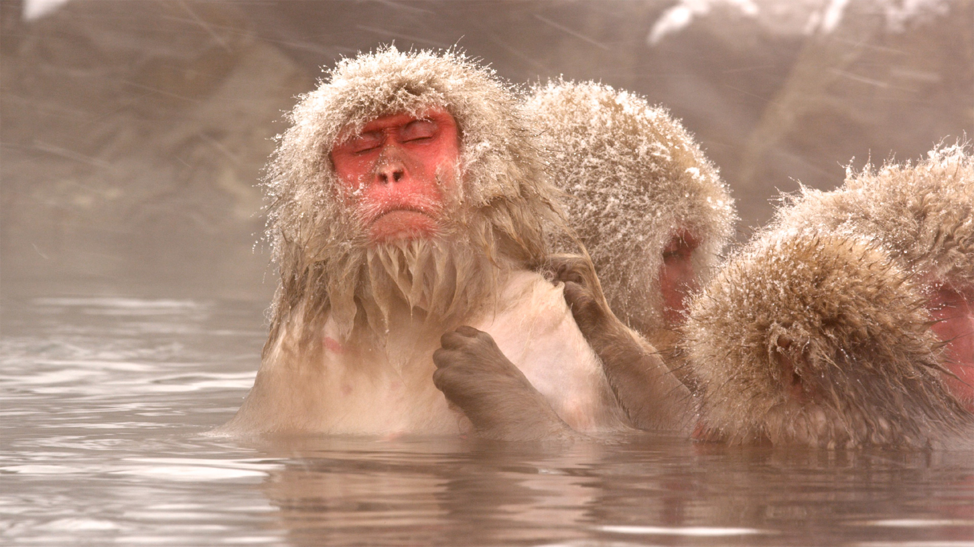 Frozen monkey. Обезьяны в горячих источниках. Обезьяна в Японии в воде. Обезьяны в горячих источниках обои ПК. Икари обезьяна Нэшнл географик.