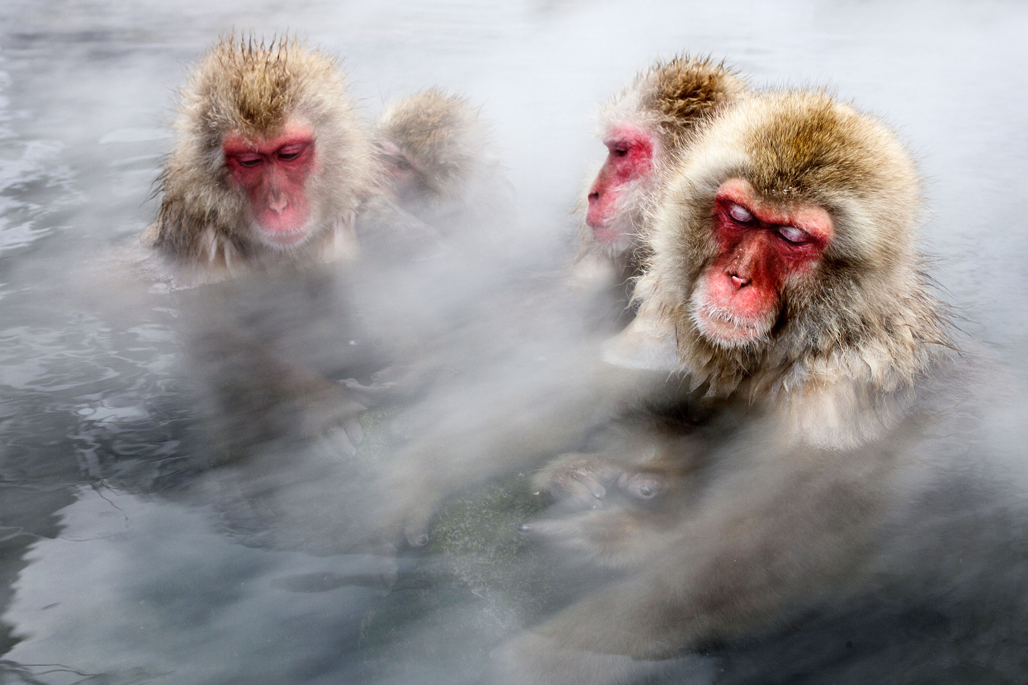 Japanese Snow Monkeys Get Stress Relief, Warmth in Hot Springs