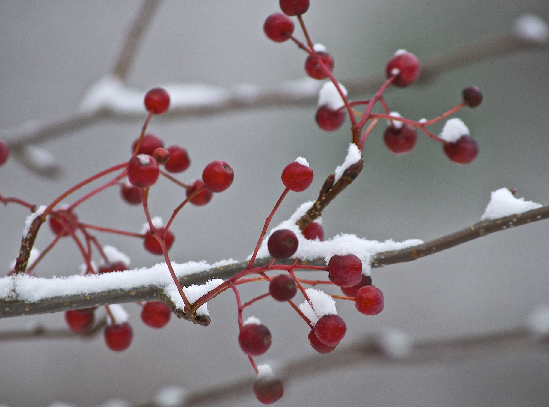ash berries snow | East Street Weather Blog