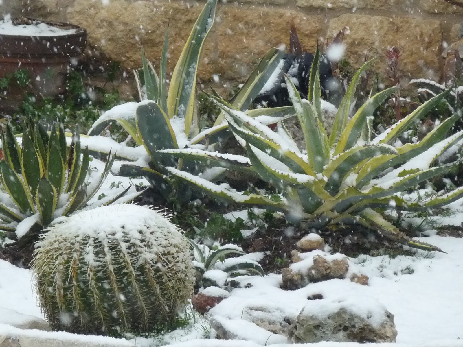 A RARE SNOW GARDEN IN AUSTIN, TX | Central Texas Gardening