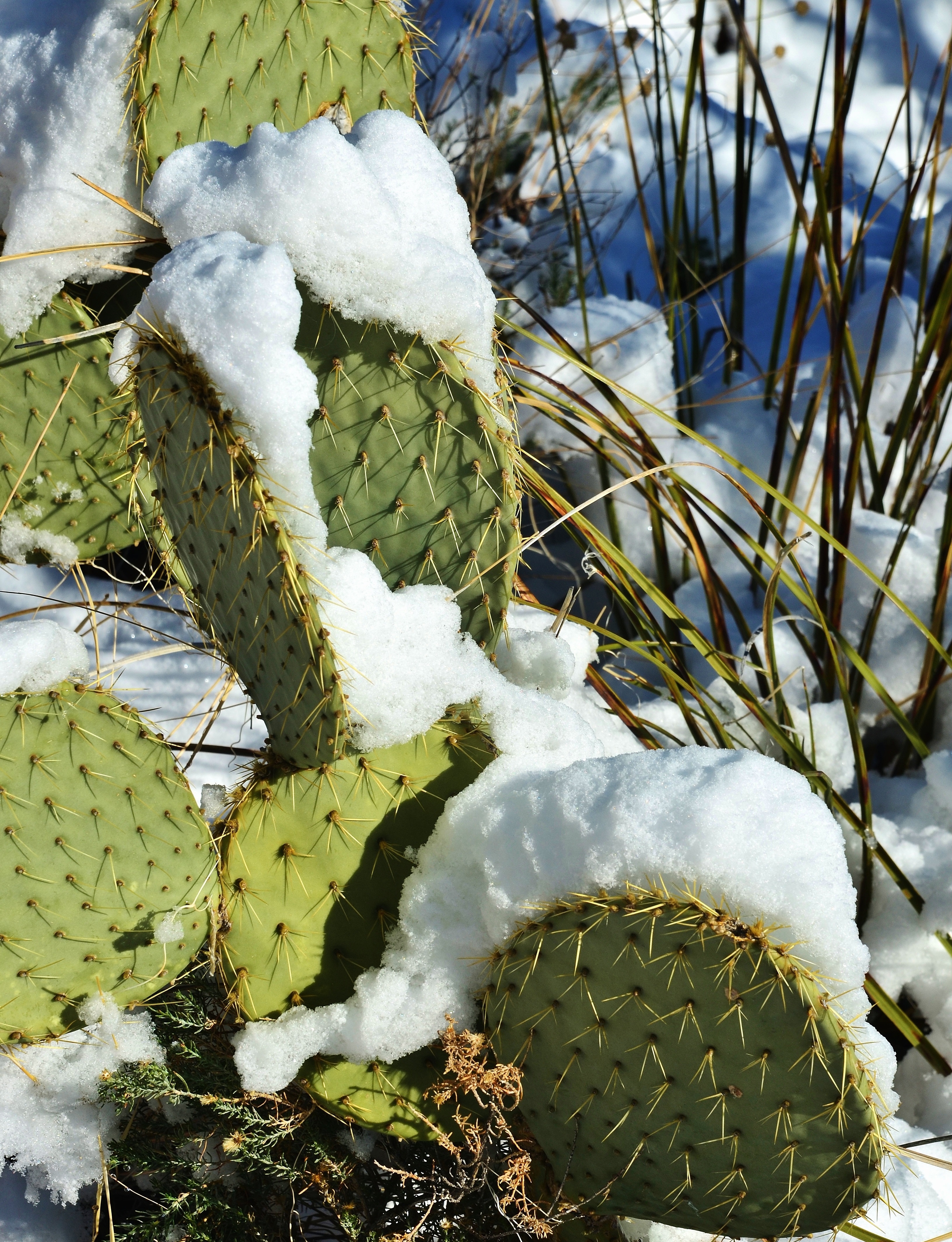 File:Cactus Snow - panoramio.jpg - Wikimedia Commons