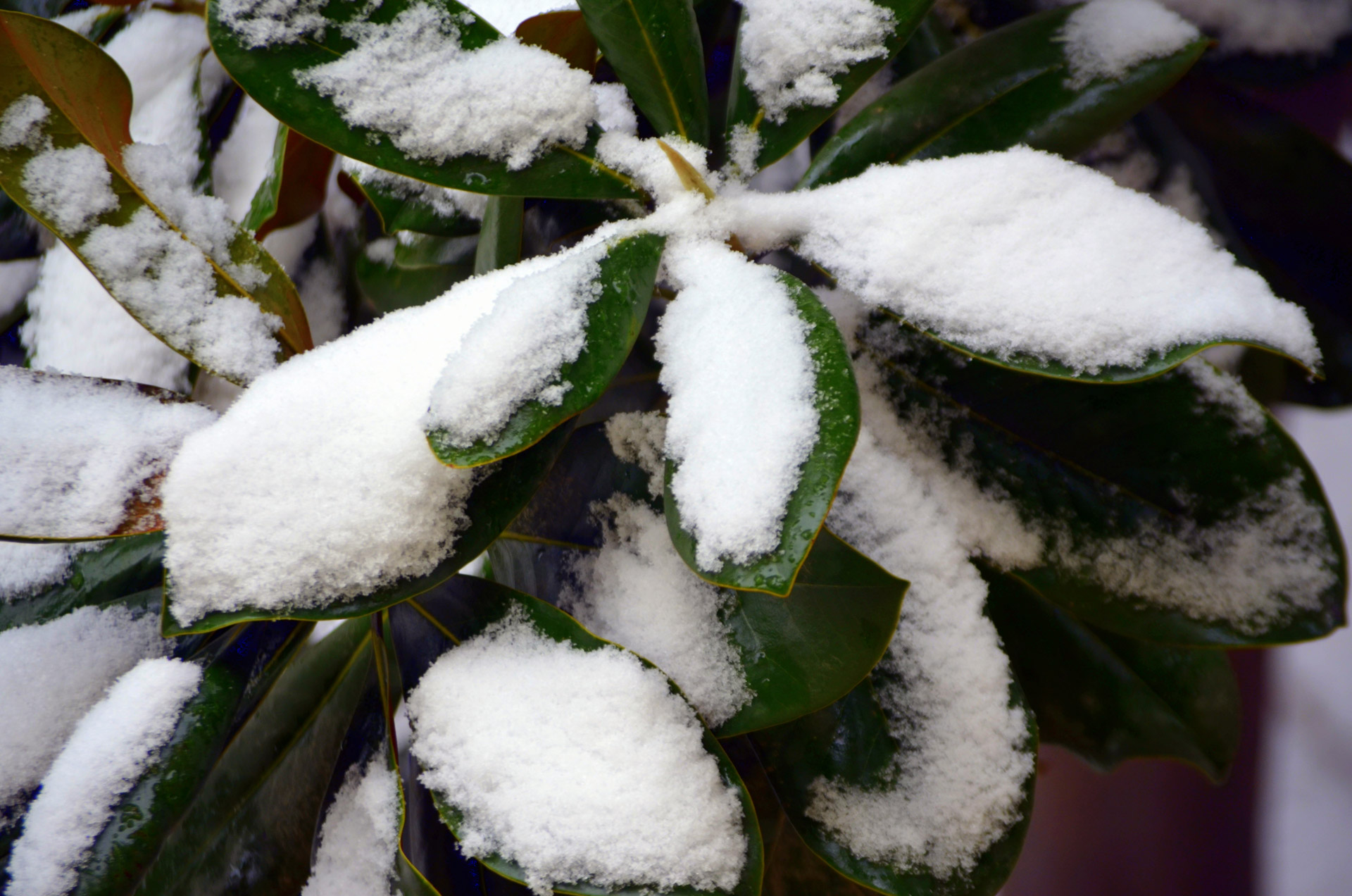 Snow Covered Leaves Free Stock Photo - Public Domain Pictures