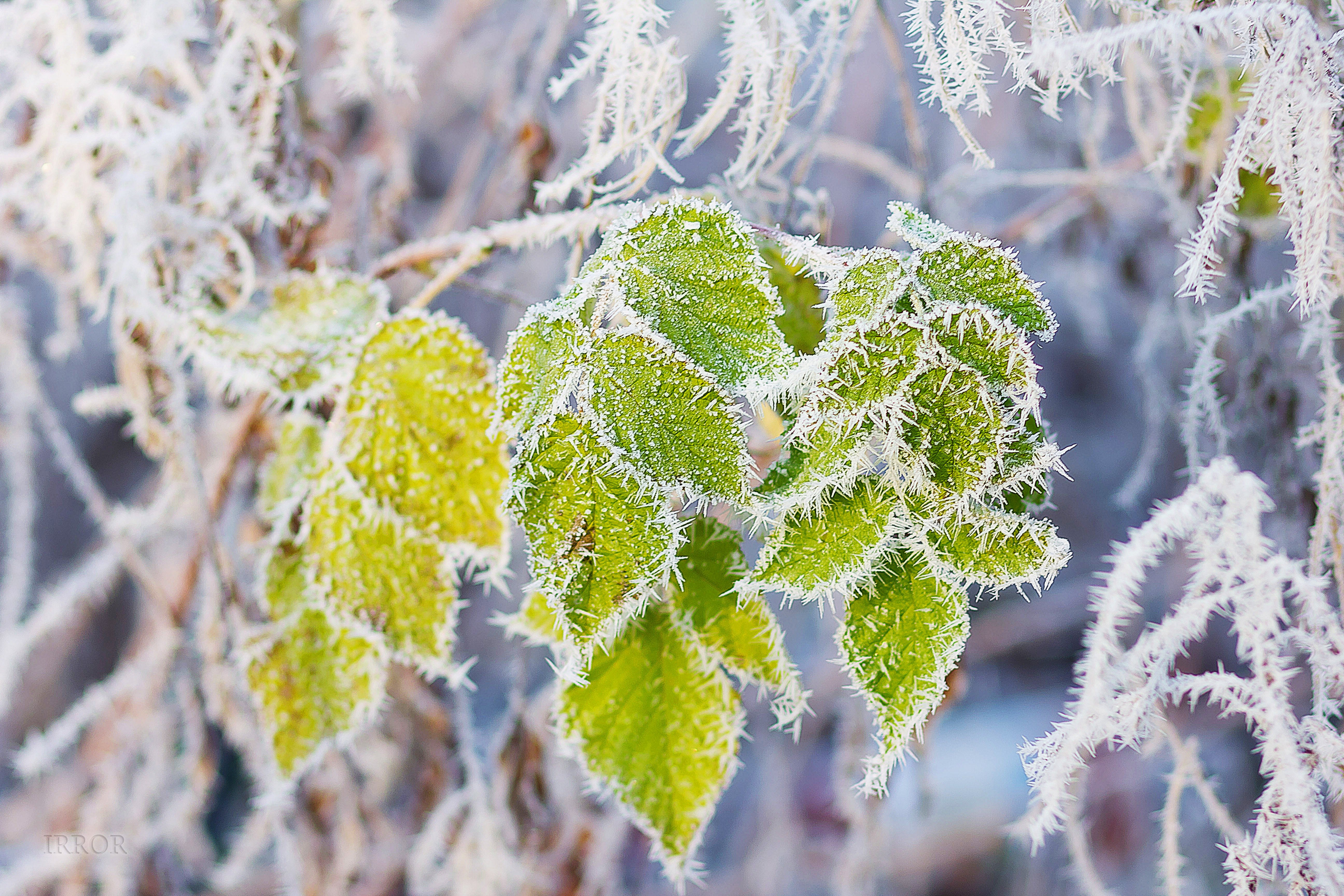 Leaves snow frost branch frost wallpaper | 5184x3456 | 354919 ...